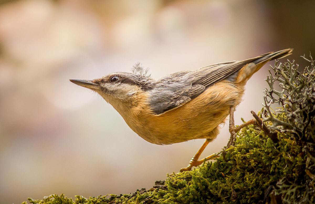 Canon EOS 60D + Canon EF 300mm F4L IS USM sample photo. Shaggy&messy photography