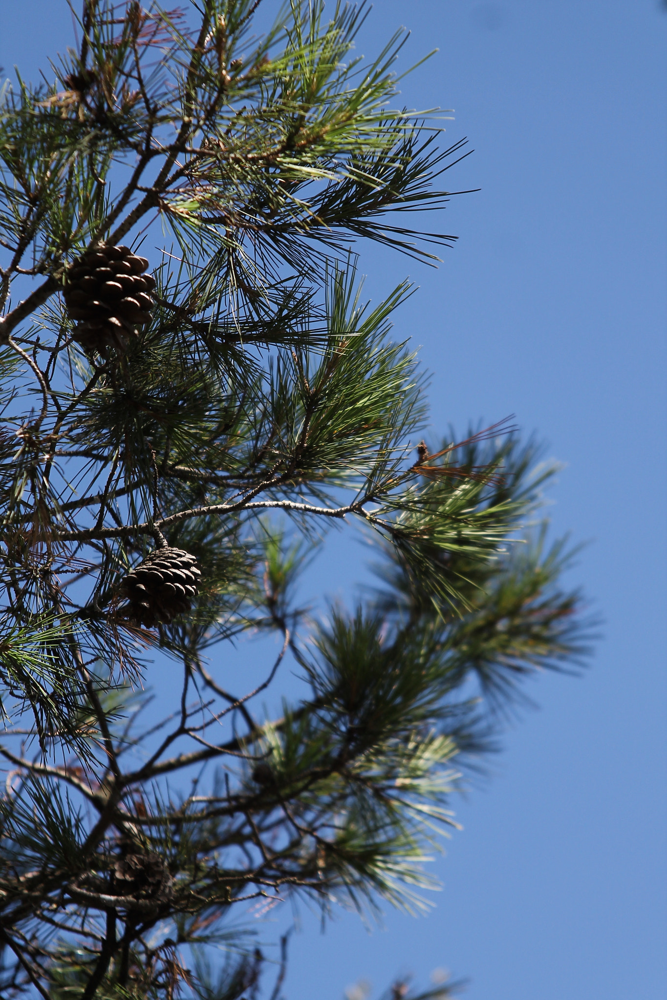 Canon EOS 1100D (EOS Rebel T3 / EOS Kiss X50) + Canon EF 24-85mm F3.5-4.5 USM sample photo. Simply pinecones photography