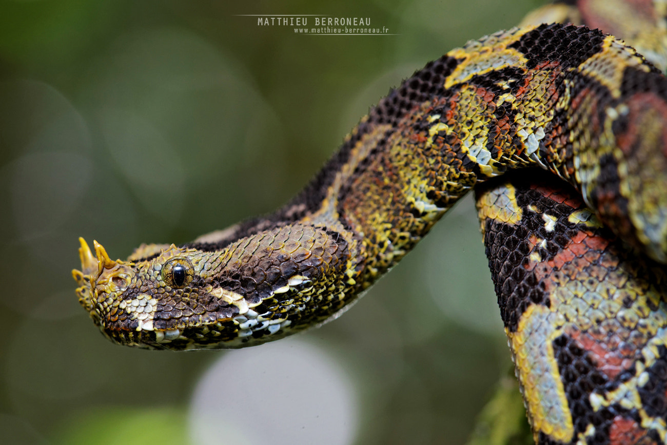 Sony a7 II sample photo. Rhinoceros viper photography