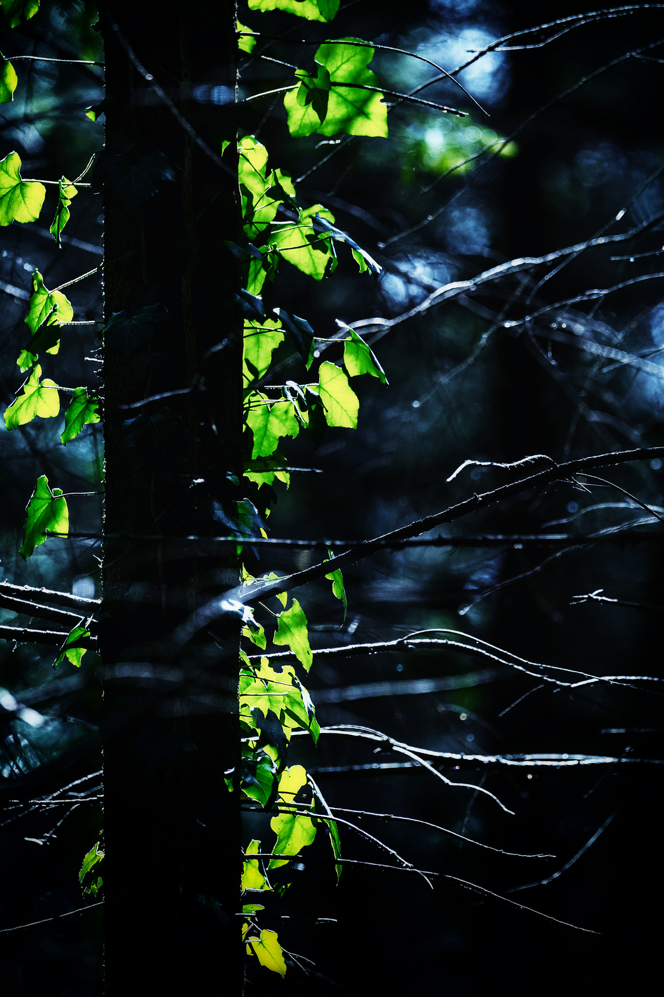 Sony SLT-A99V sample photo. Ivy photography