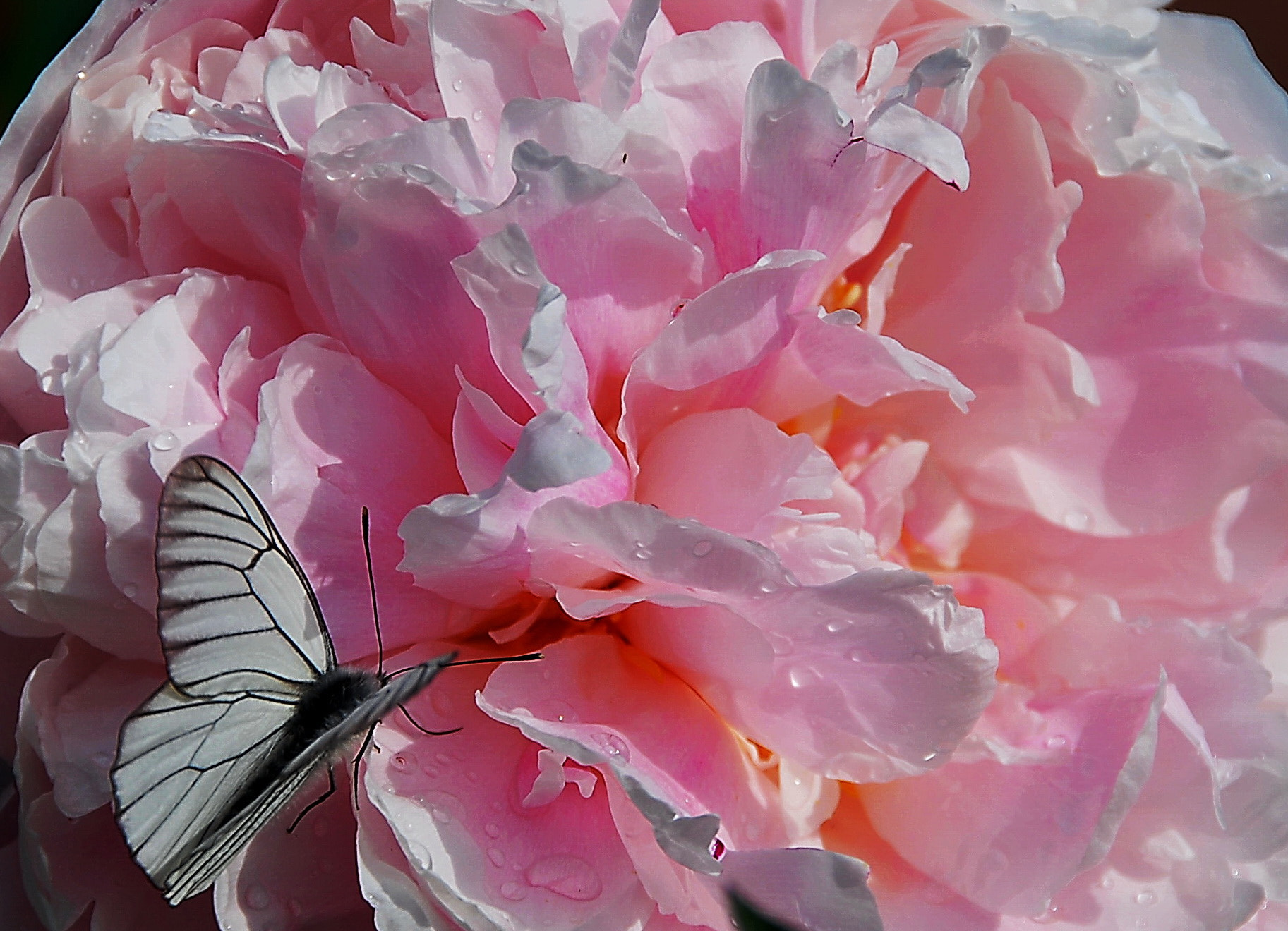 Nikon D60 + Nikon AF-S DX Nikkor 18-200mm F3.5-5.6G ED VR II sample photo. Peony and butterfly photography