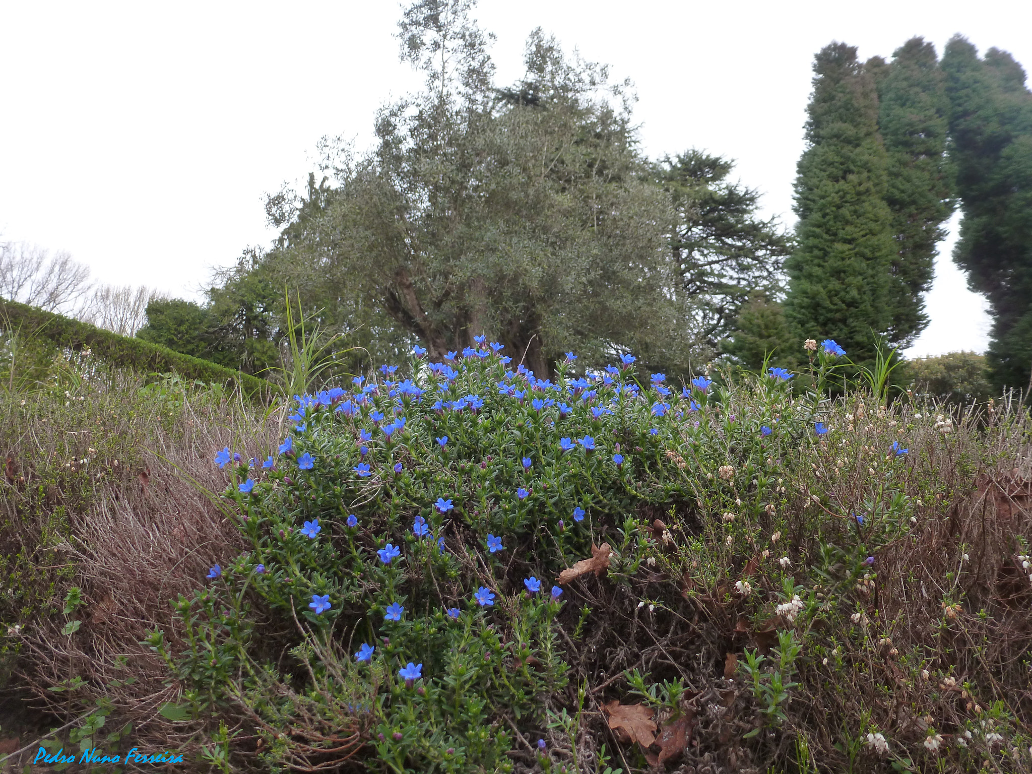 Panasonic Lumix DMC-ZS8 (Lumix DMC-TZ18) sample photo. Lithodora prostata prostata - endemic n. portugal photography