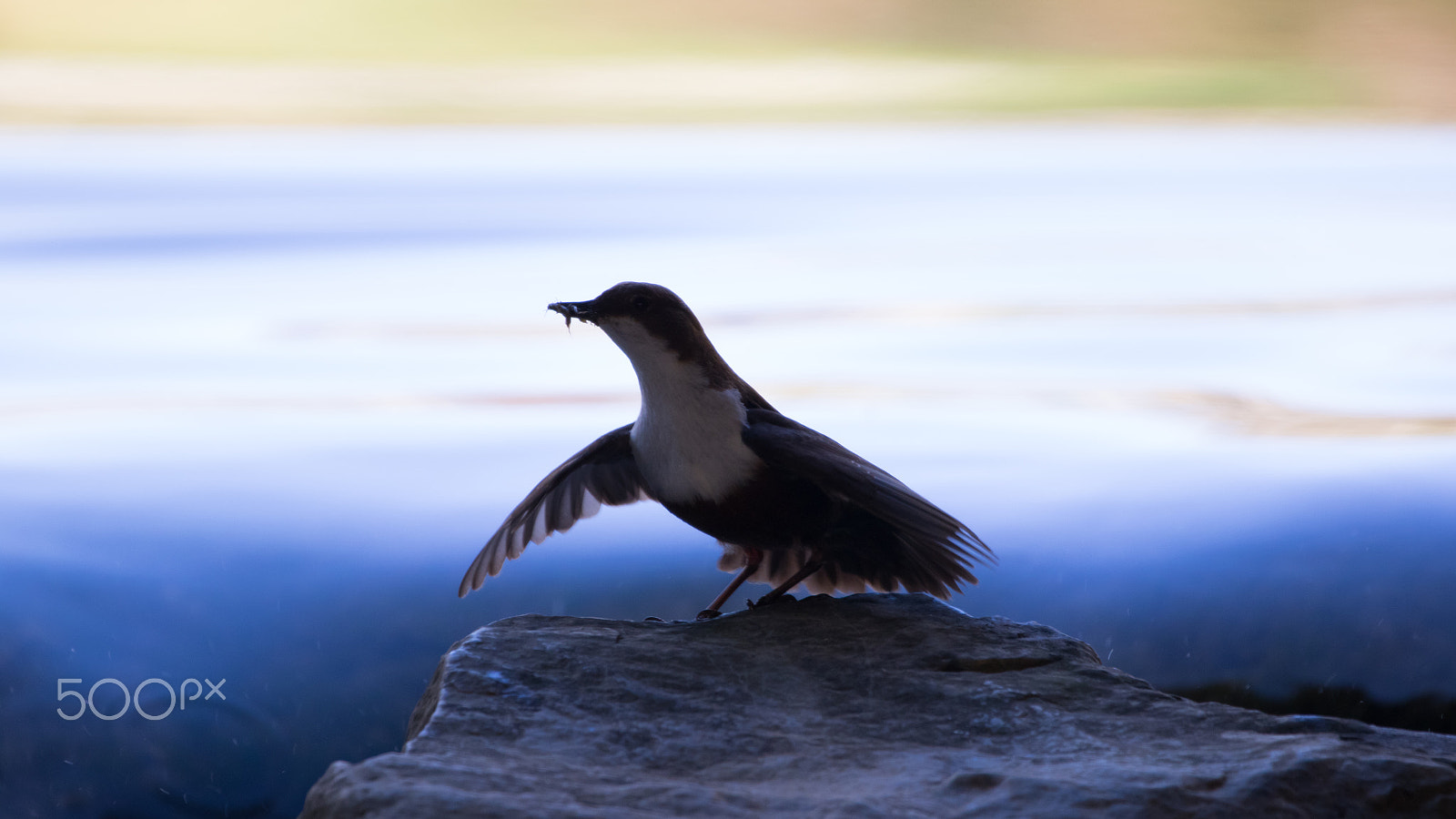150-600mm F5-6.3 DG OS HSM | Contemporary 015 sample photo. White throated dipper photography