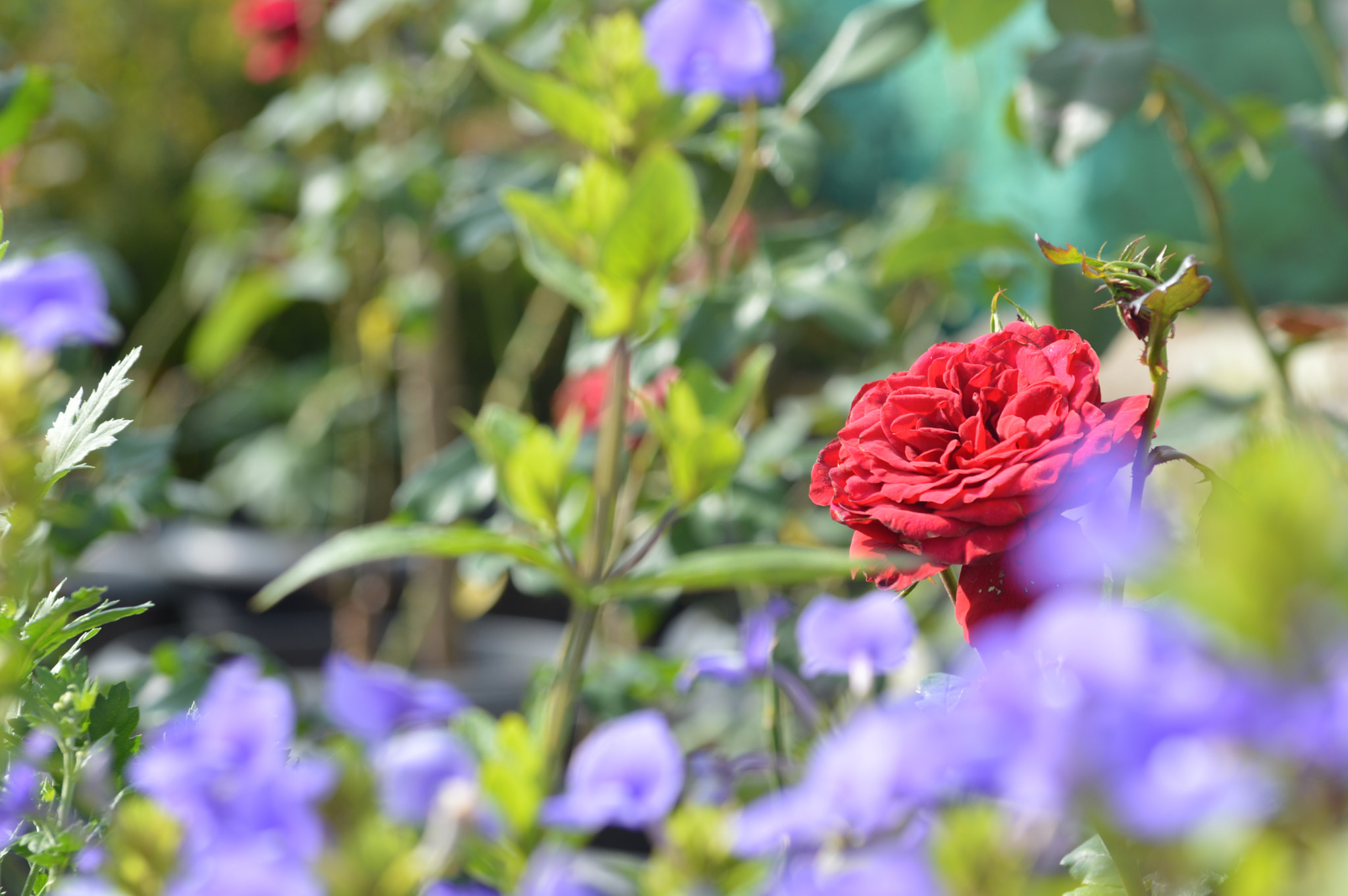 Nikon D3200 sample photo. From the heart of nature photography