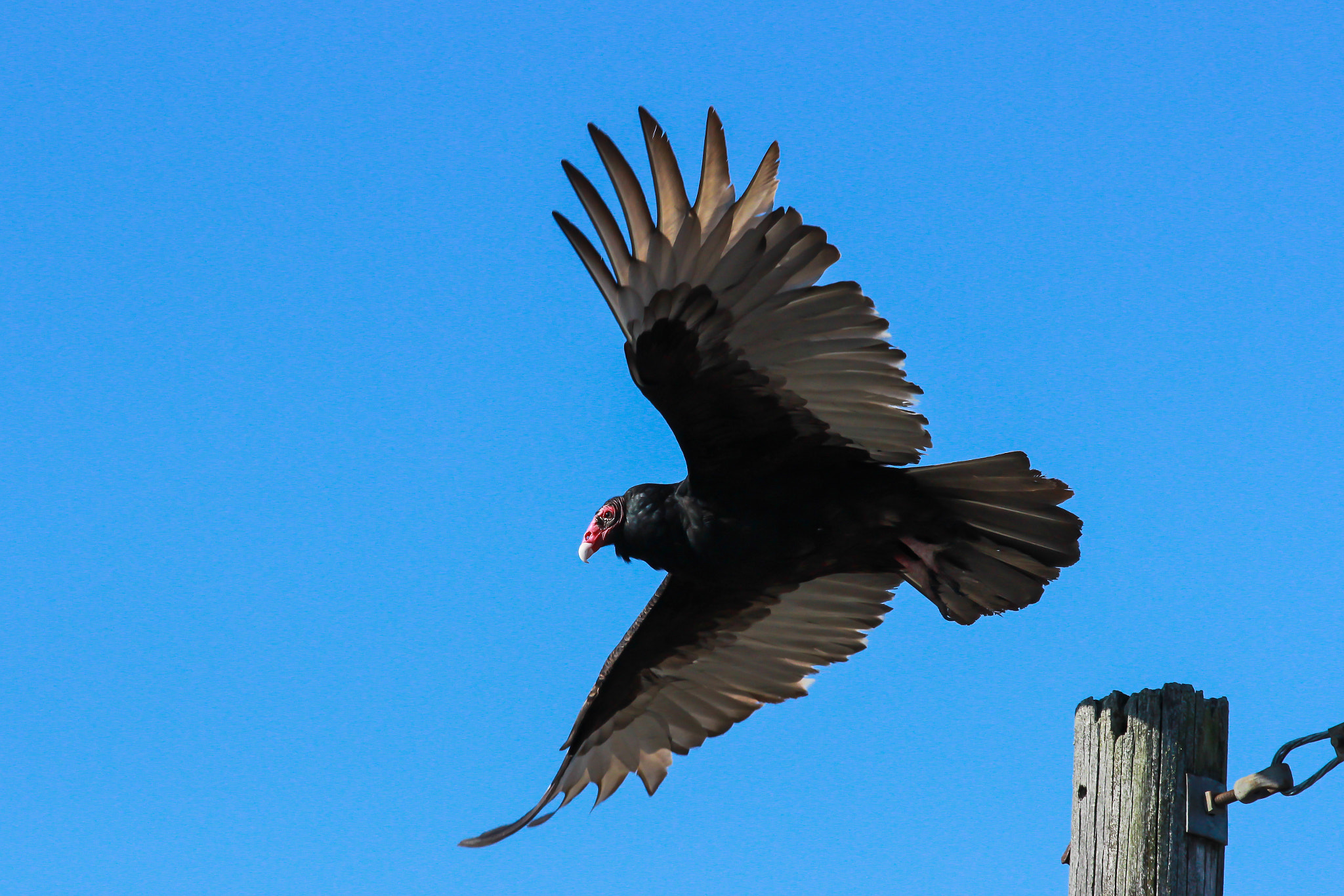 Canon EOS 600D (Rebel EOS T3i / EOS Kiss X5) + Canon EF 70-300mm F4-5.6 IS USM sample photo. Turkey vulture photography