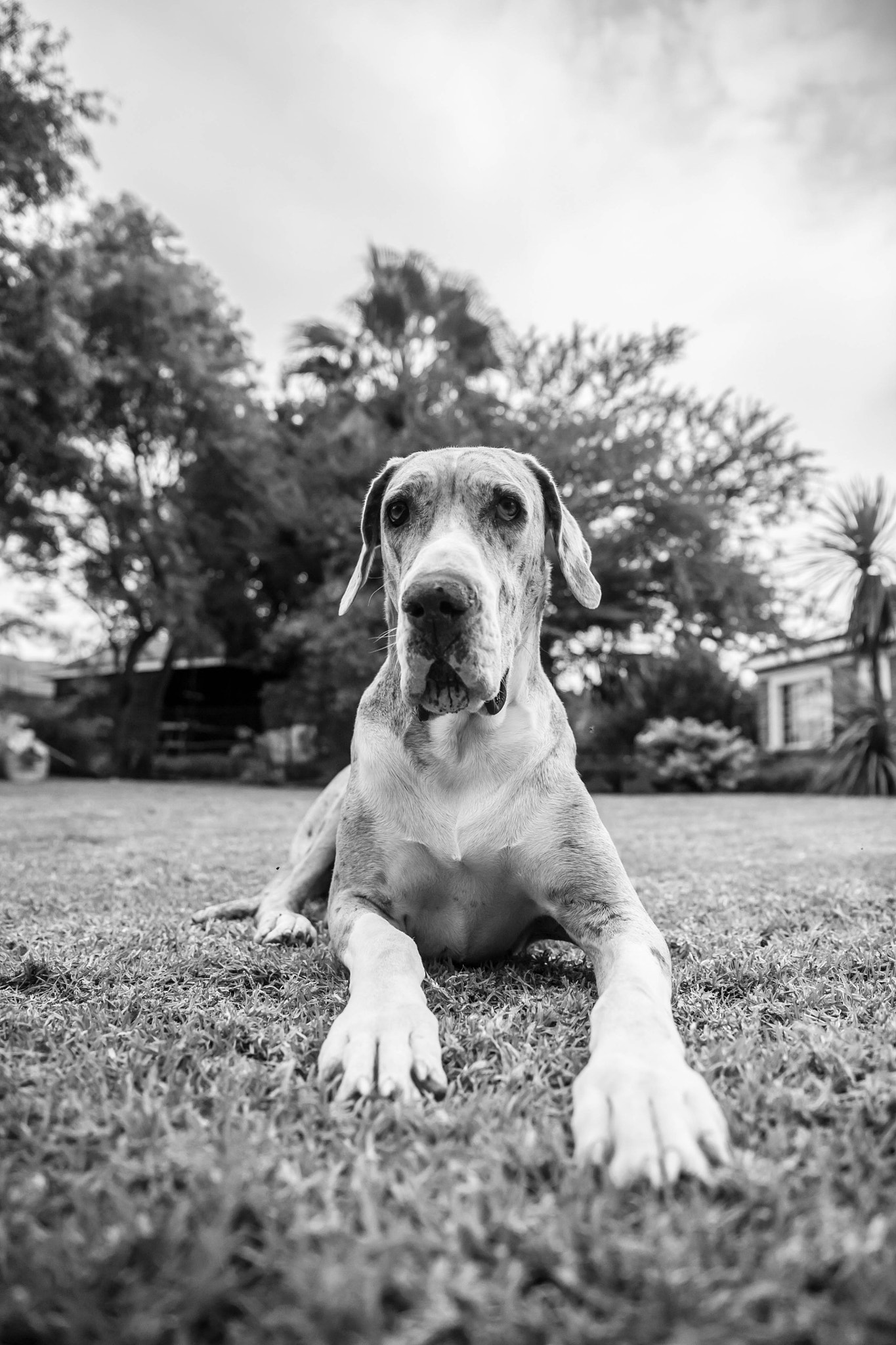 Canon EOS 5D sample photo. Dogs photography