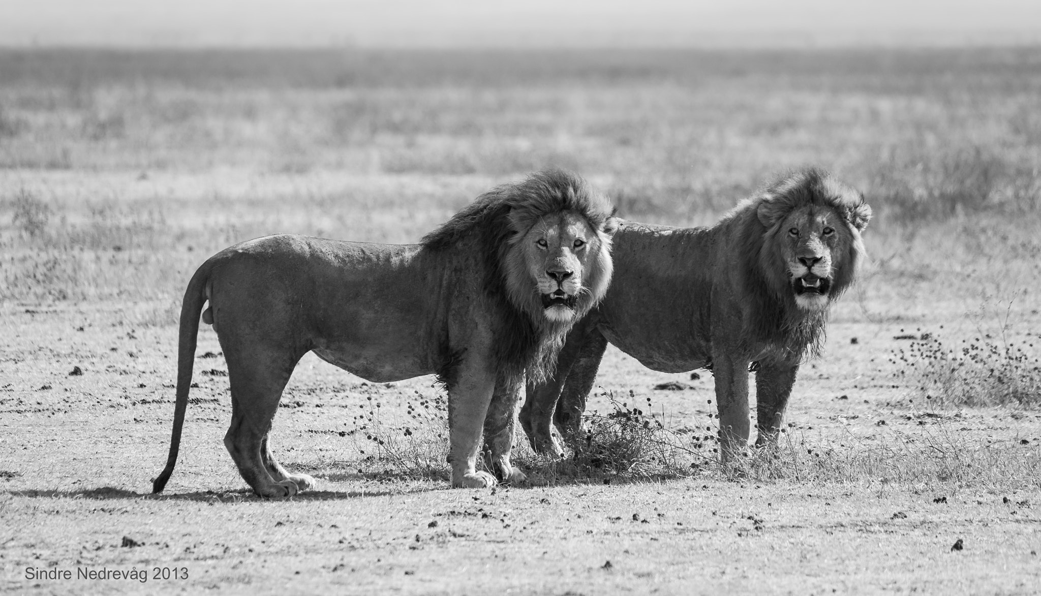 Nikon D700 + Sigma 150-500mm F5-6.3 DG OS HSM sample photo. Ngorongoro lions ii photography