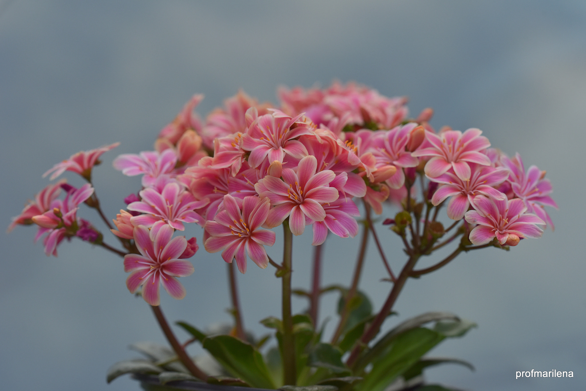 Nikon D810 + Sigma 150mm F2.8 EX DG OS Macro HSM sample photo. Lewisia photography