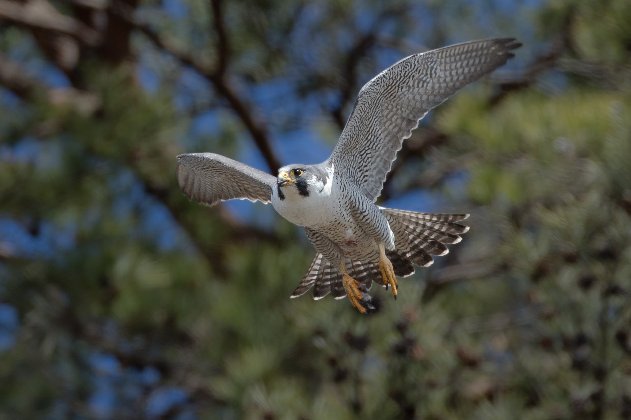 Canon EOS-1D X + Canon EF 800mm F5.6L IS USM sample photo. はやぶさ photography