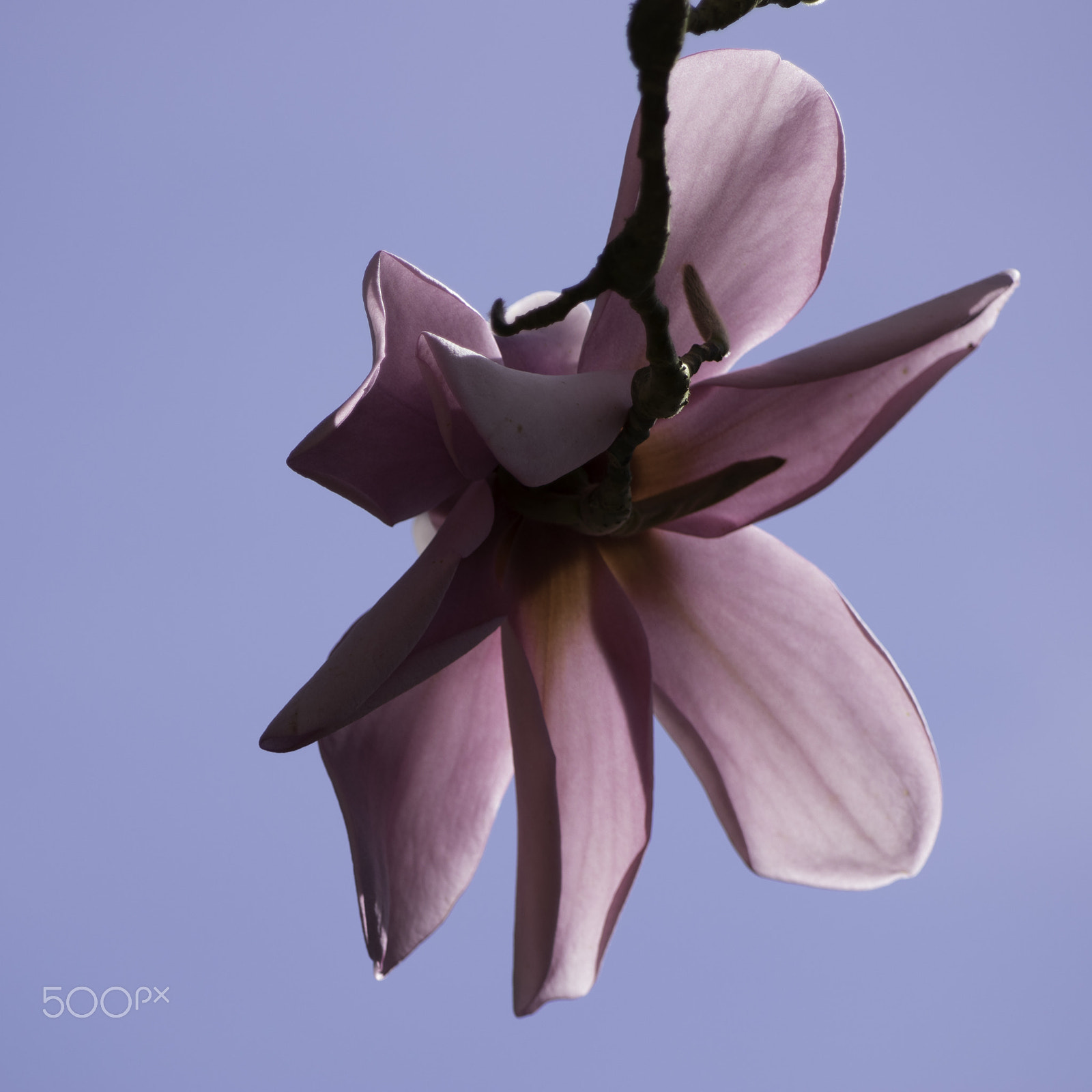 Pentax K-3 II sample photo. Magnolia flower photography