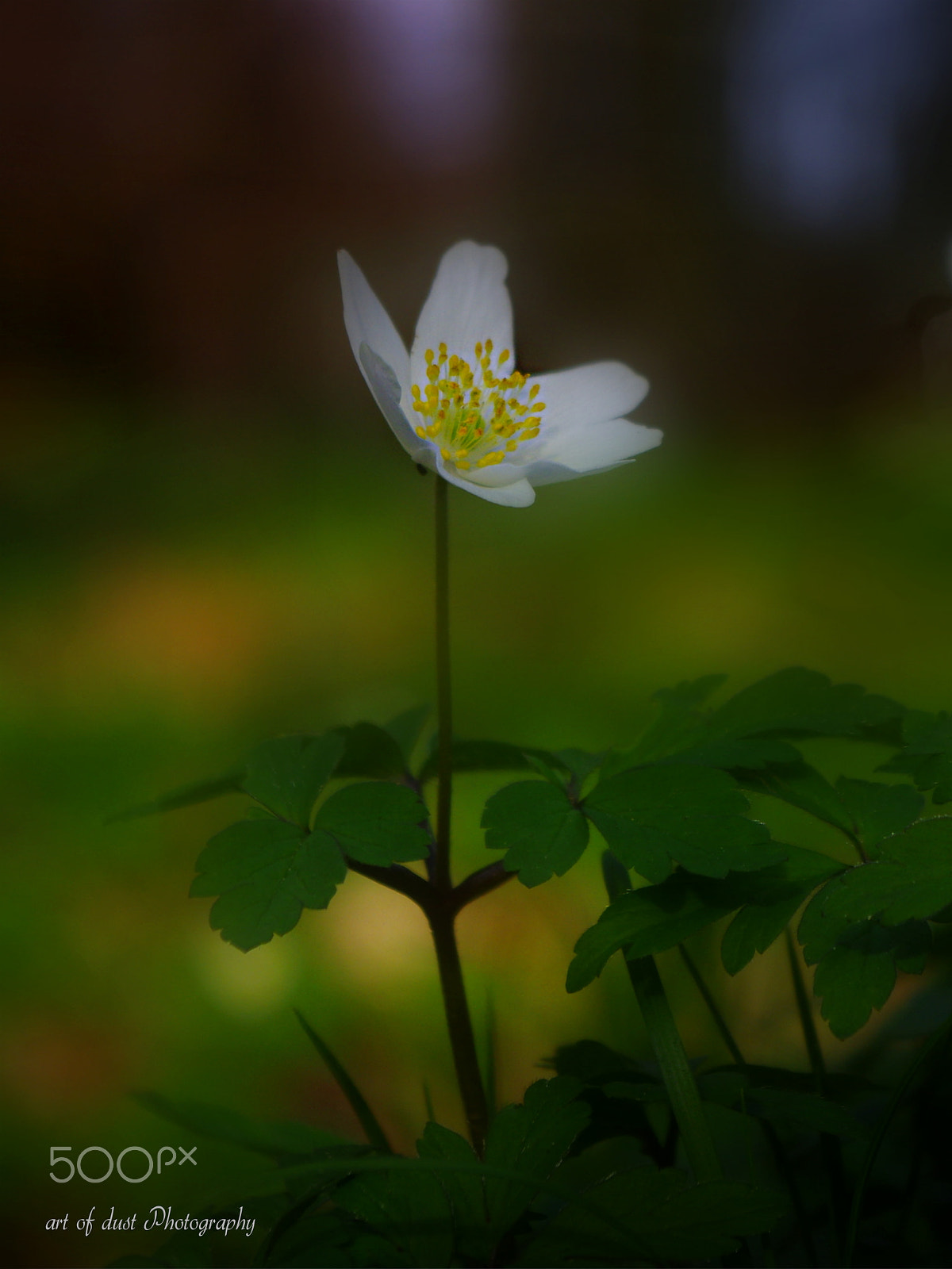 Pentax K-3 sample photo. By myself photography