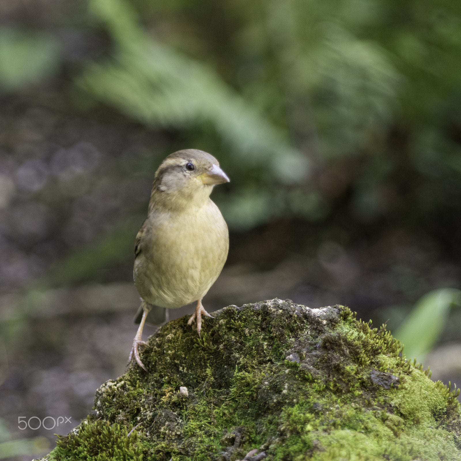 Pentax smc DA* 60-250mm F4.0 ED (IF) SDM sample photo. Sparrow photography