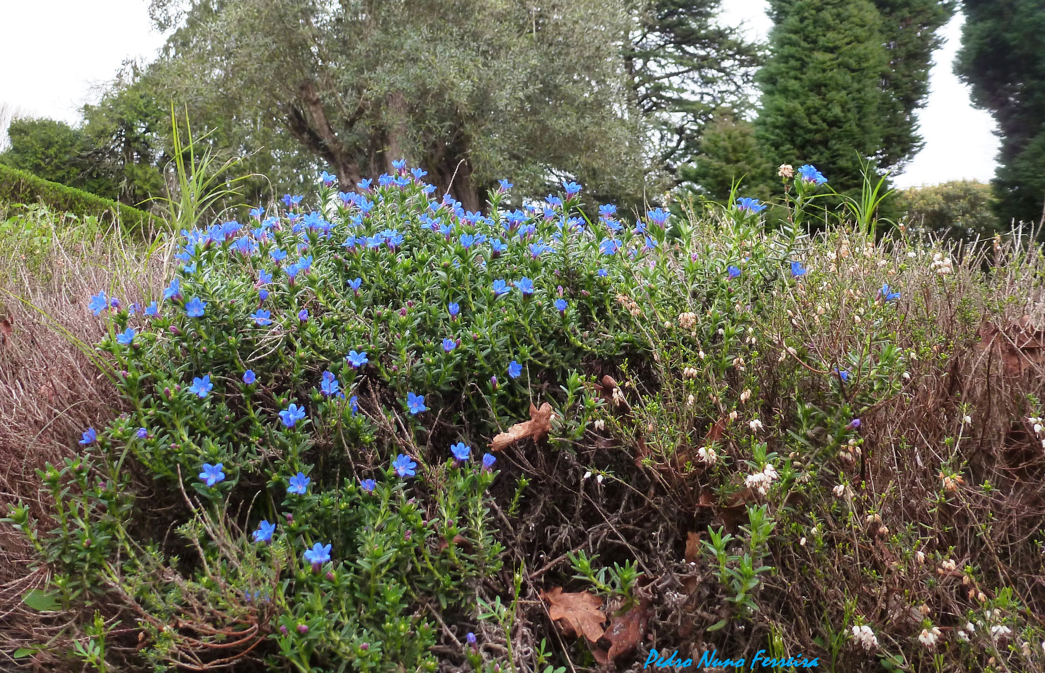 Panasonic Lumix DMC-ZS8 (Lumix DMC-TZ18) sample photo. Untitledlithodora prostata prostata - endemic n. p photography