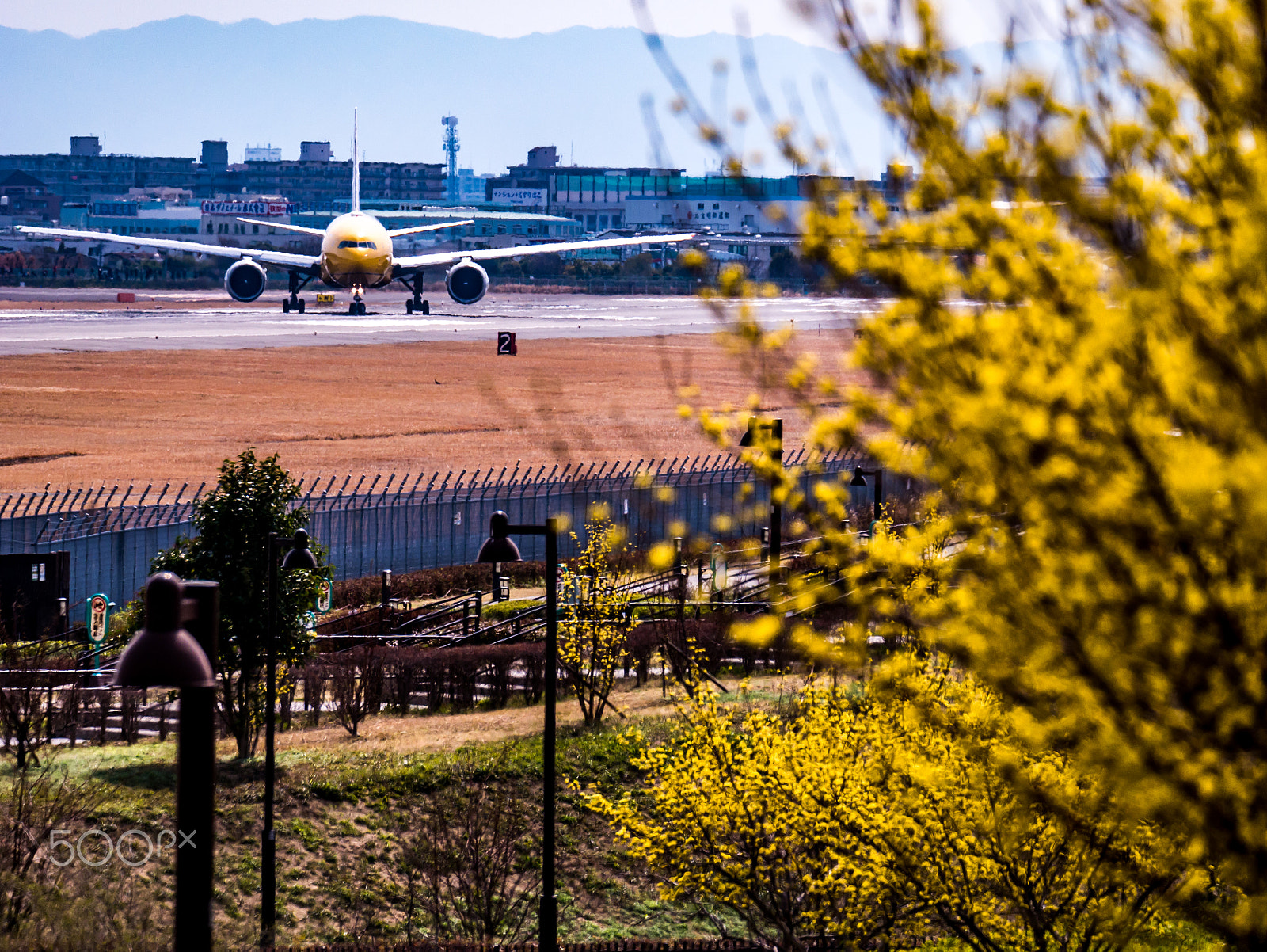 LEICA DG 100-400/F4.0-6.3 sample photo. Yellow!! photography