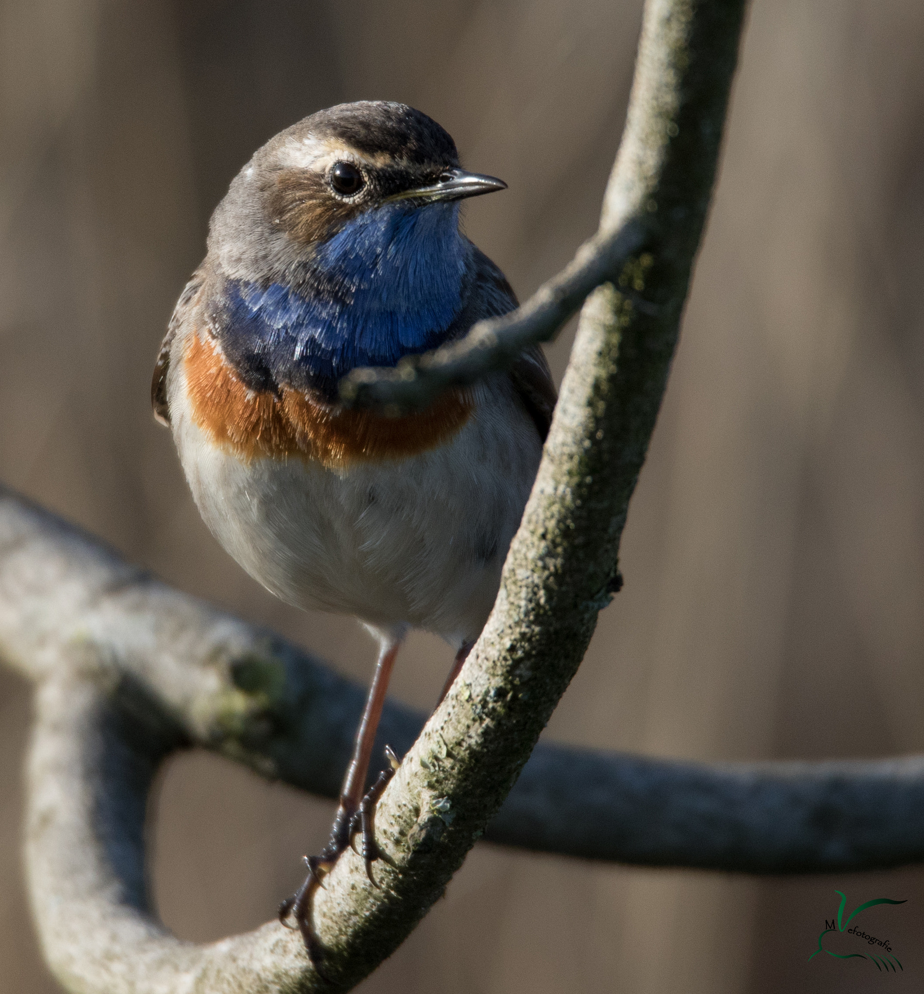 150-600mm F5-6.3 DG OS HSM | Sports 014 sample photo. Blauwborst,bluethroat photography