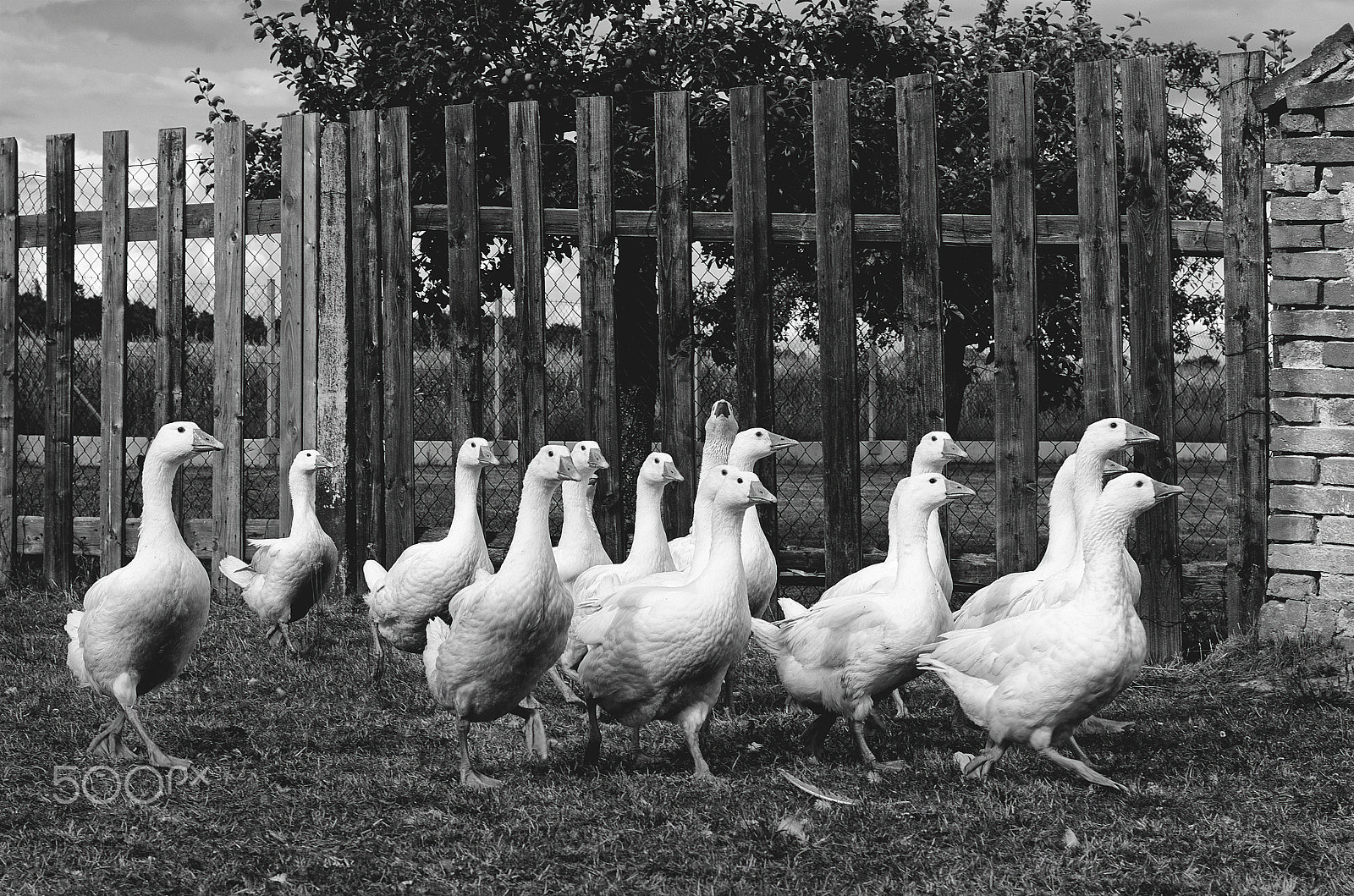 Nikon D7000 sample photo. Geese photography