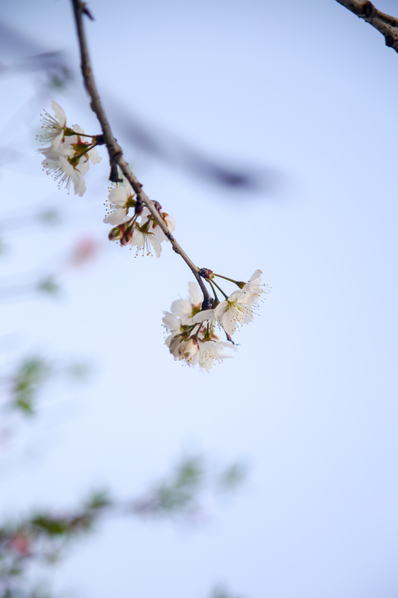 Canon EOS 6D sample photo. Blossom photography