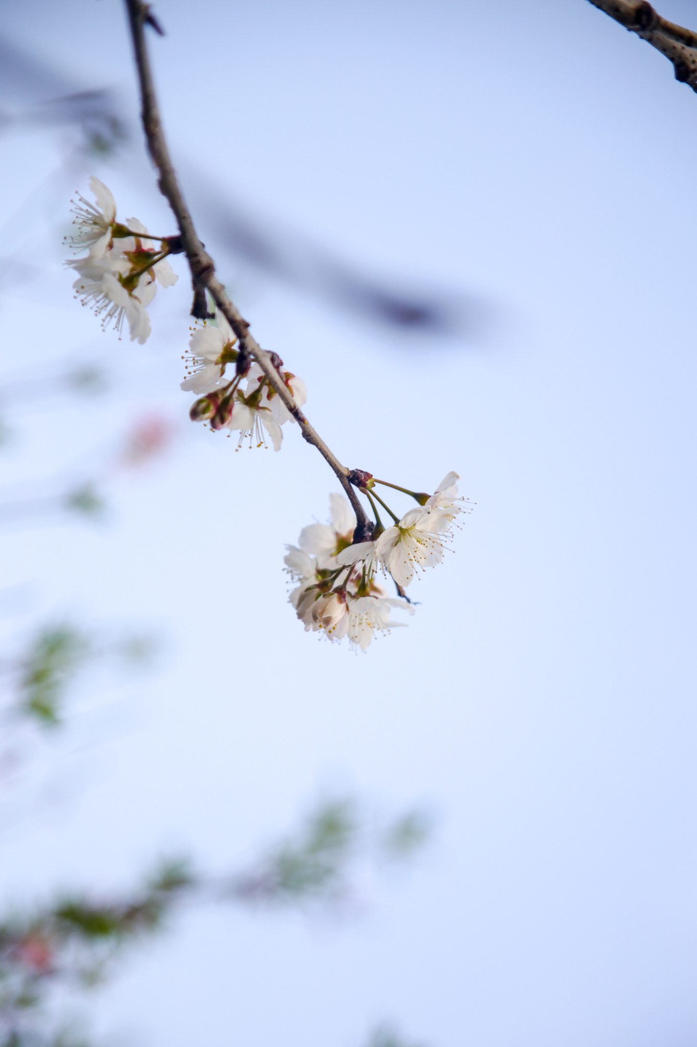 Canon EF 28-105mm f/3.5-4.5 USM sample photo. Blossom photography