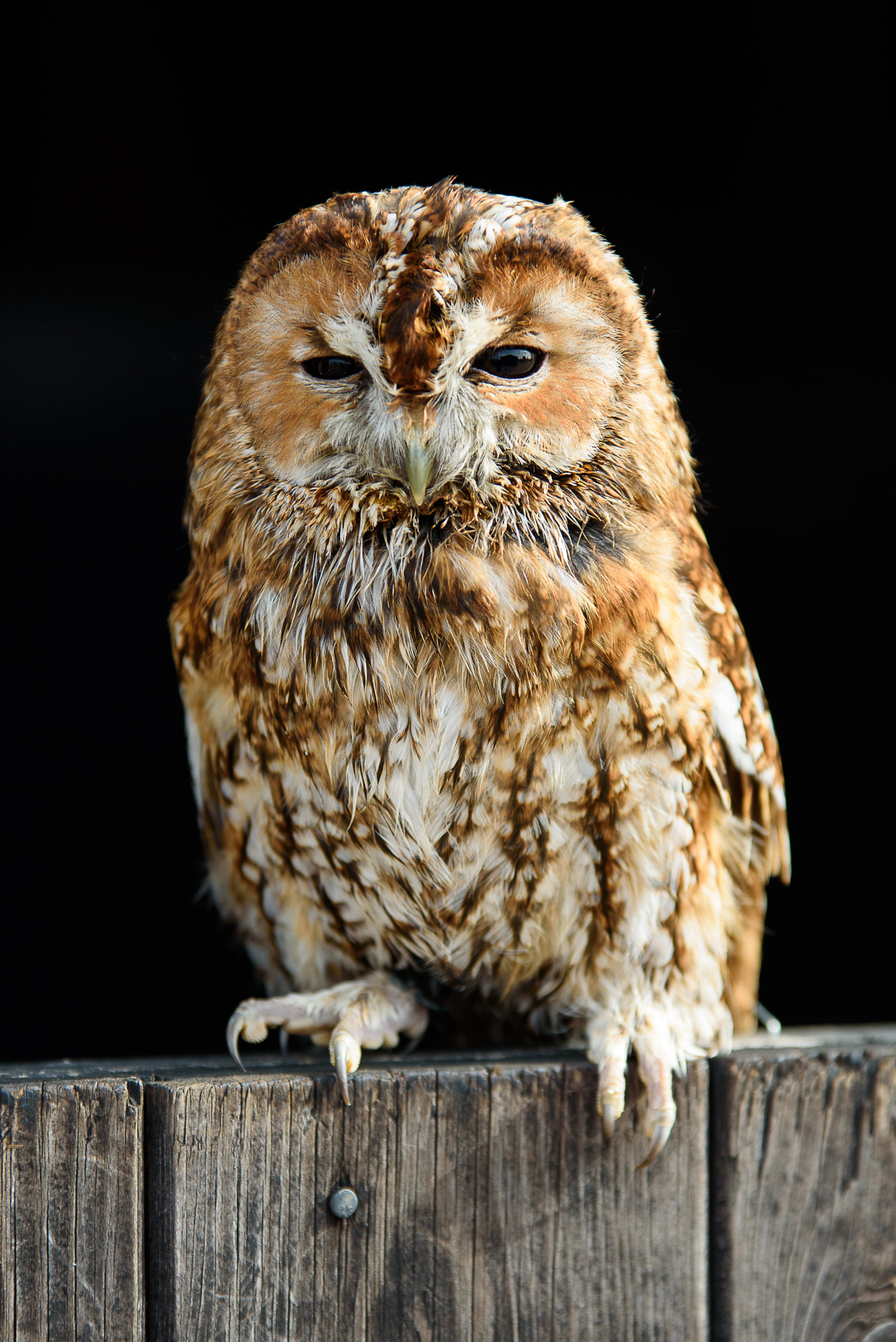 Sigma 70-200mm F2.8 EX DG OS HSM sample photo. Tawny owl photography
