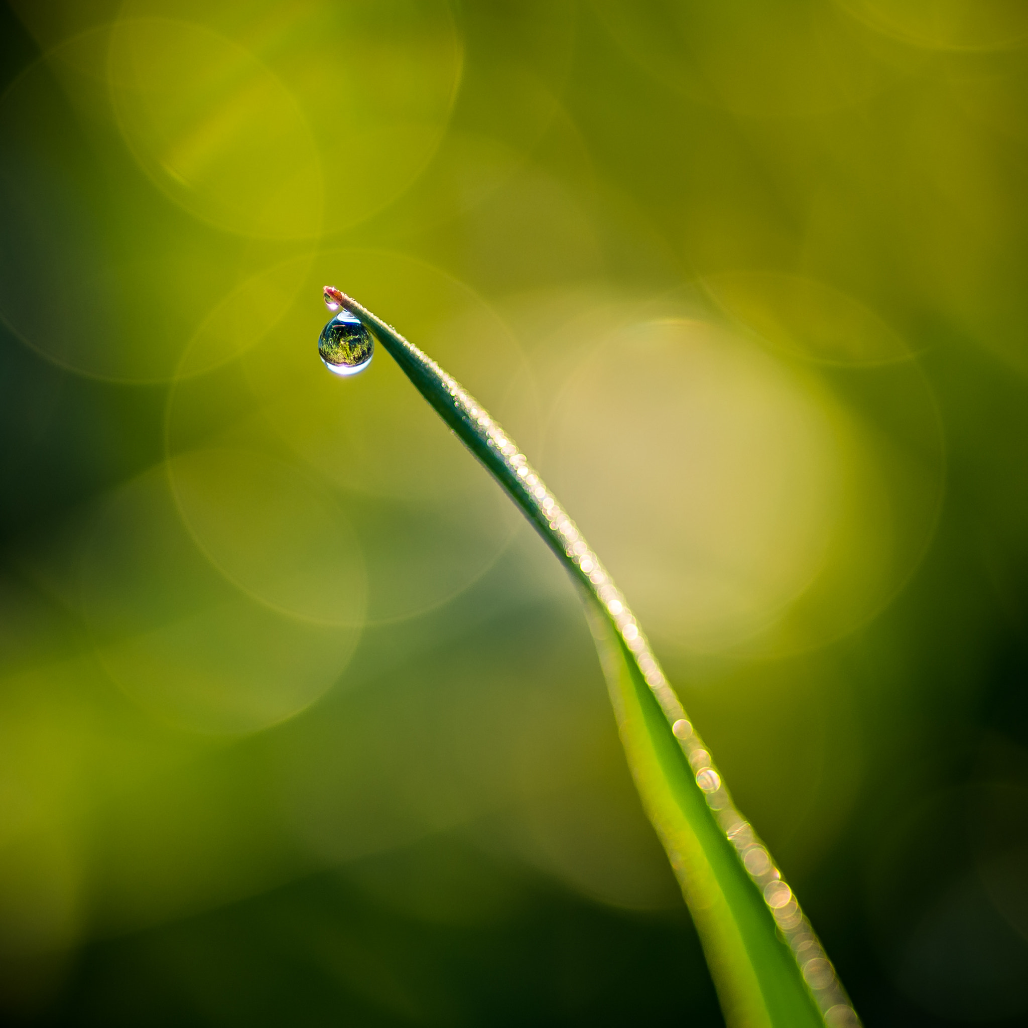 Tokina AT-X Pro 100mm F2.8 Macro sample photo. Gouttelette photography
