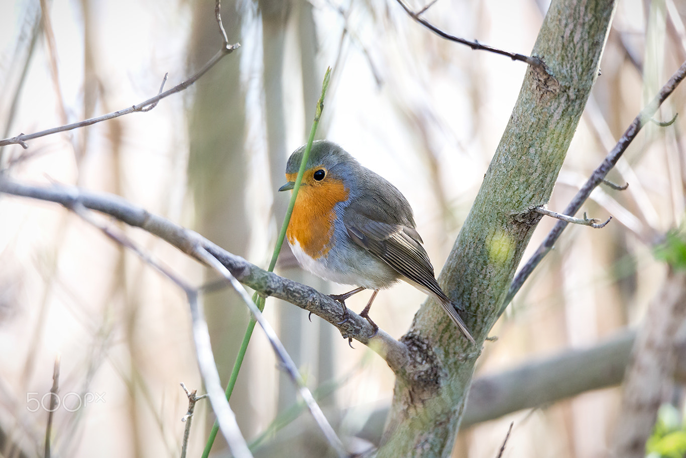 Tamron SP 150-600mm F5-6.3 Di VC USD sample photo. Color bird photography