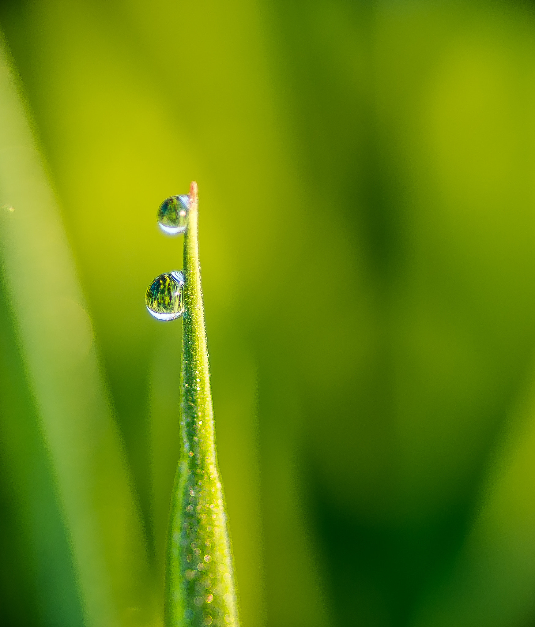 Tokina AT-X Pro 100mm F2.8 Macro sample photo. Gouttelettes photography