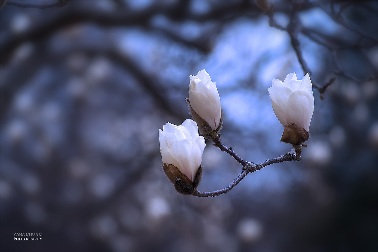 Pentax smc D-FA 100mm F2.8 Macro WR sample photo. Into the spring-5 photography