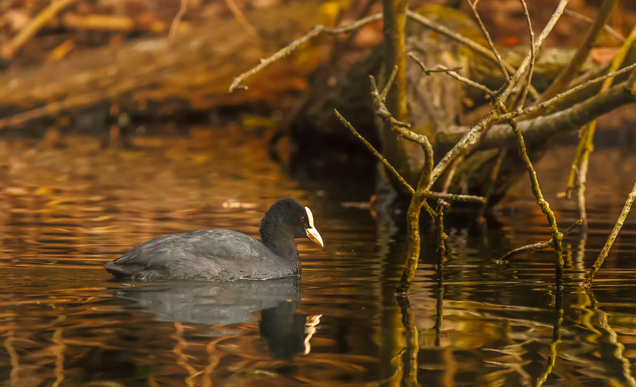 150-600mm F5-6.3 DG OS HSM | Contemporary 015 sample photo. Fulica atra photography