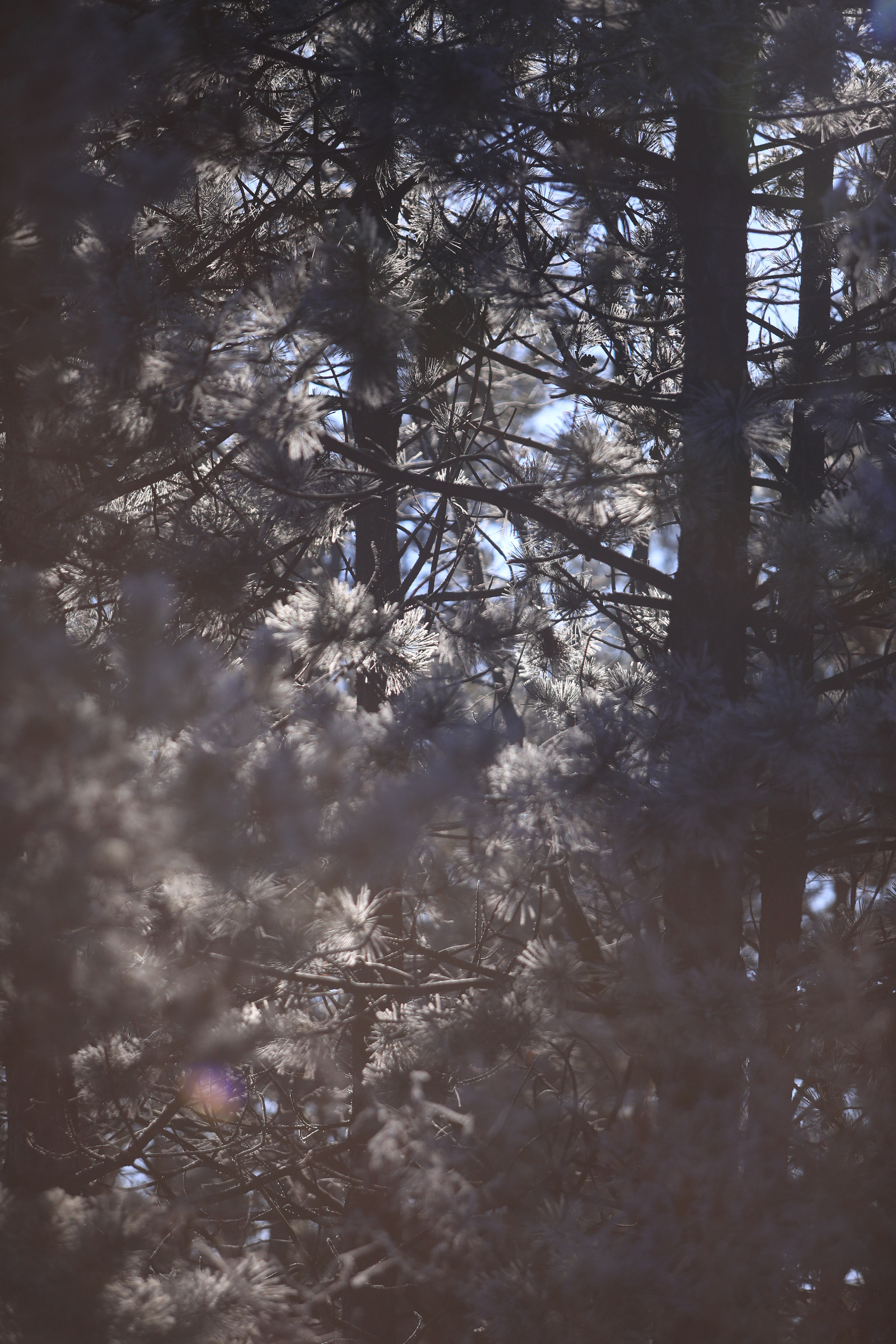 Canon EF 70-200mm F2.8L USM sample photo