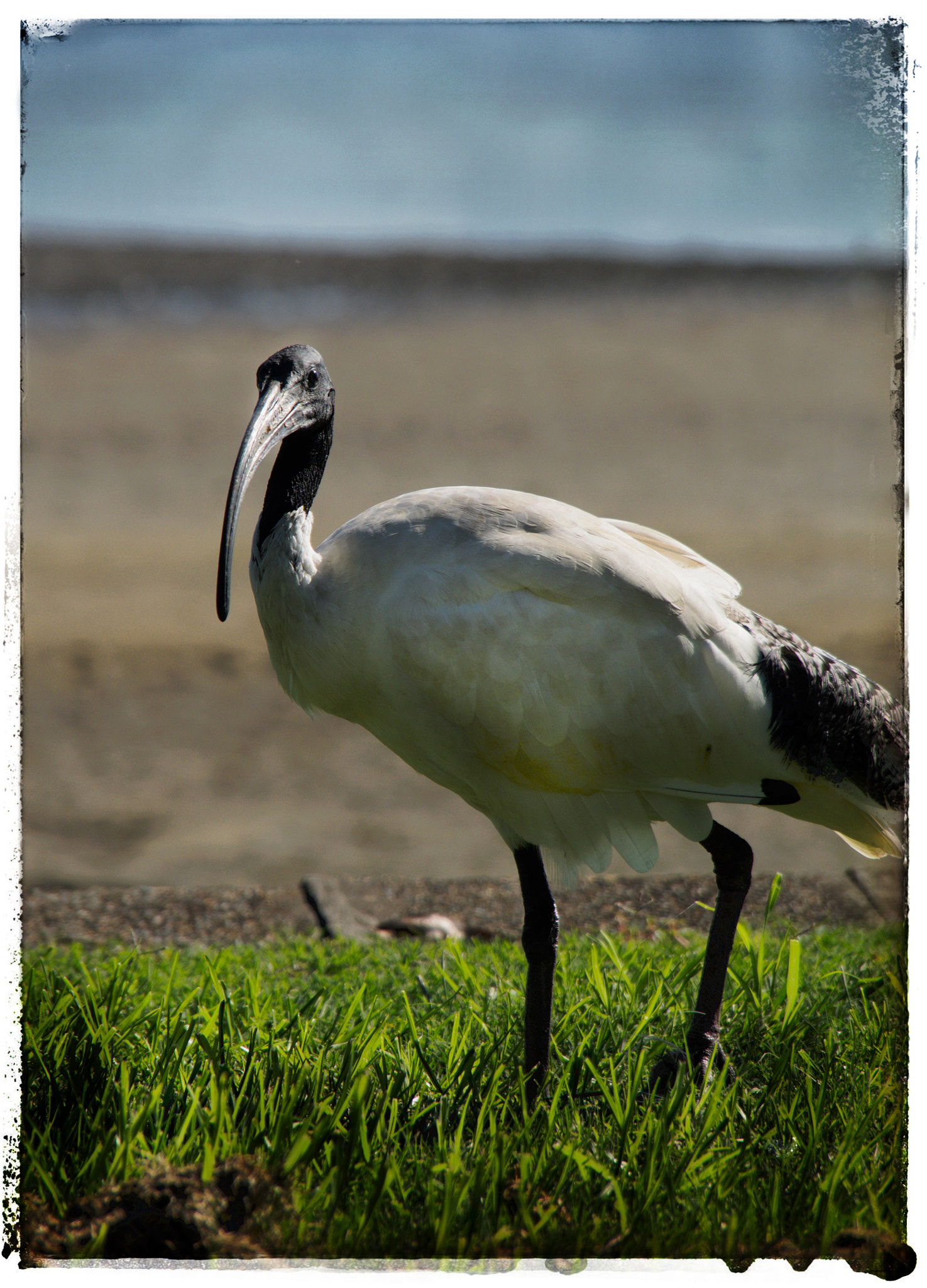 OLYMPUS M.14-150mm F4.0-5.6 II sample photo. Ibis photography