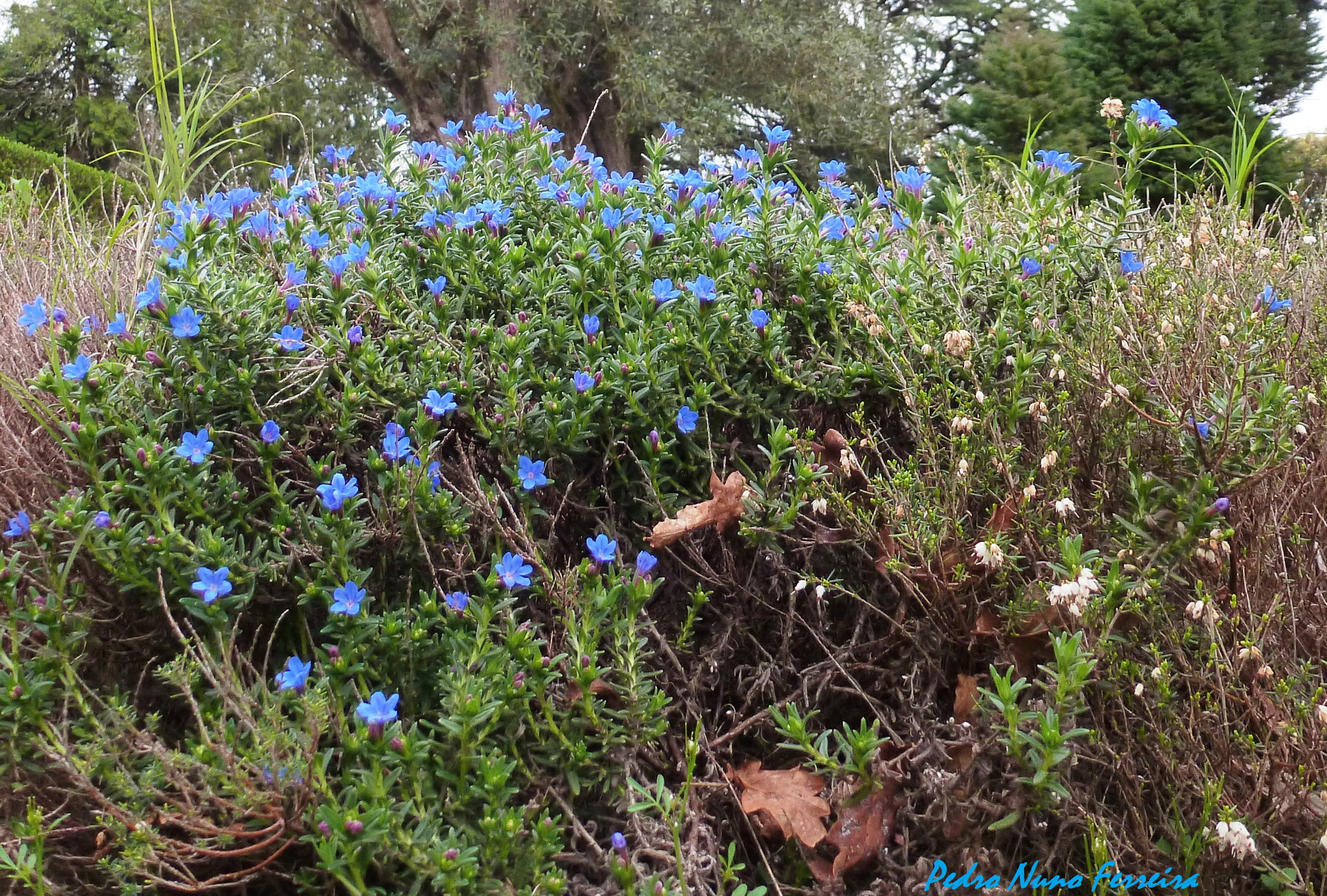 Panasonic Lumix DMC-ZS8 (Lumix DMC-TZ18) sample photo. Lithodora prostata prostata - endemic n. portugal photography