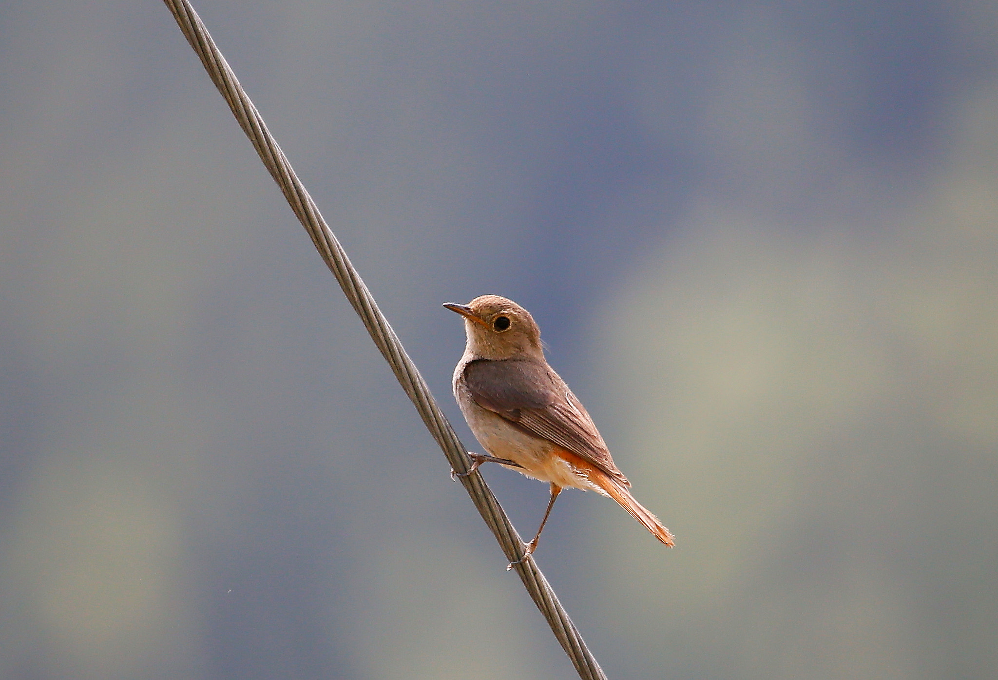 Canon EF 100-400mm F4.5-5.6L IS USM sample photo. 小小鸟 photography