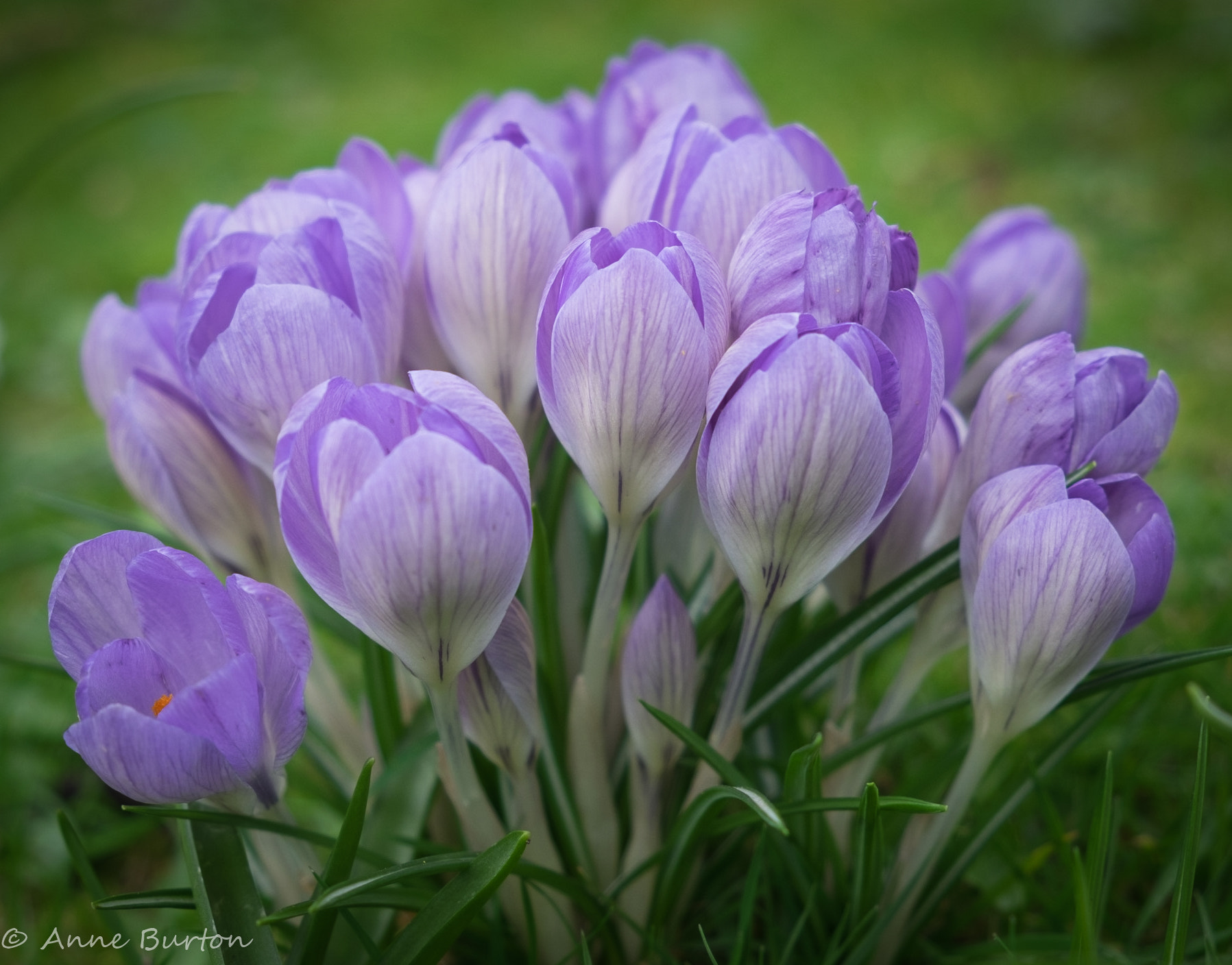 Fujifilm XF 18-55mm F2.8-4 R LM OIS sample photo. Spring bouquet photography