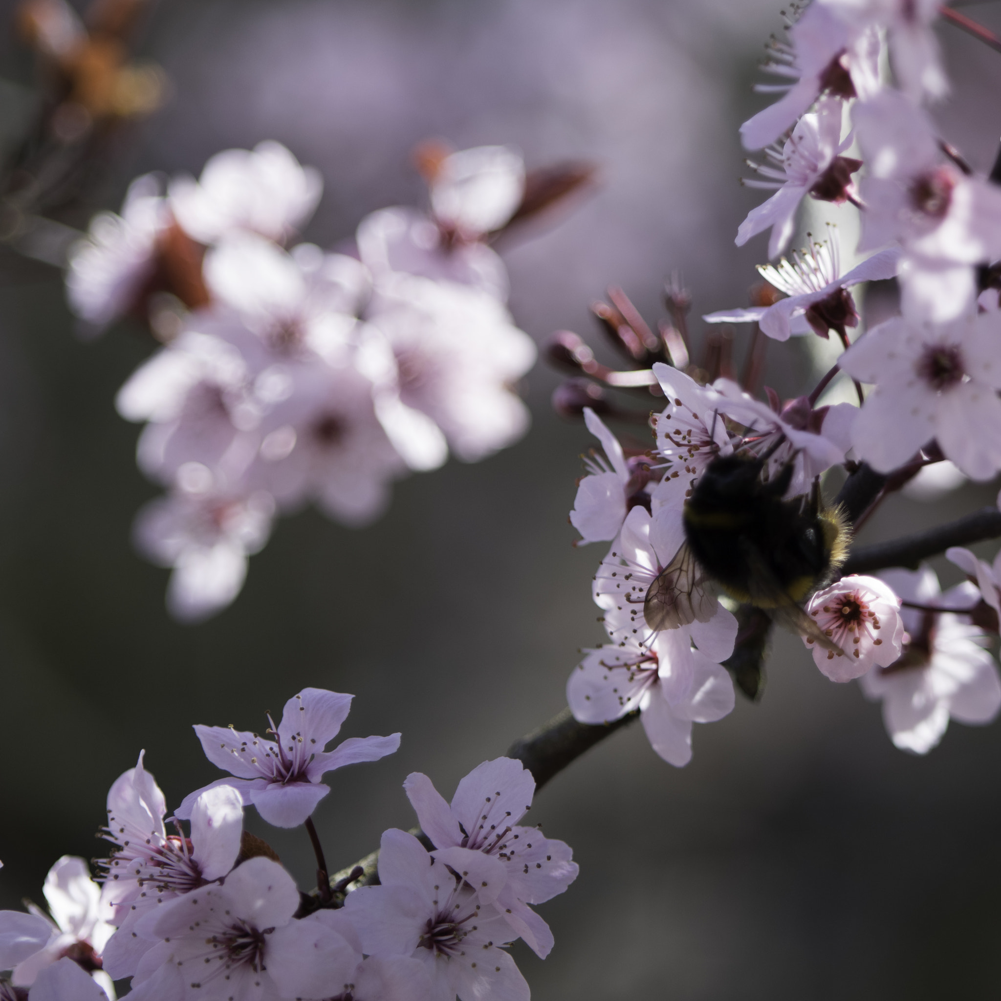 Pentax K-3 II + Pentax smc DA* 60-250mm F4.0 ED (IF) SDM sample photo. Bee and blossom photography