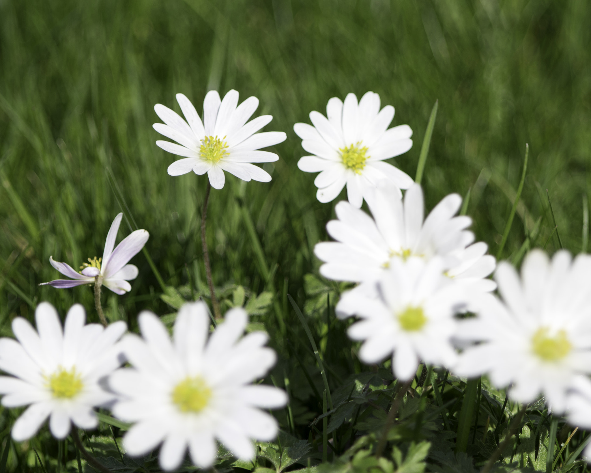 Pentax smc DA* 60-250mm F4.0 ED (IF) SDM sample photo. Spring photography
