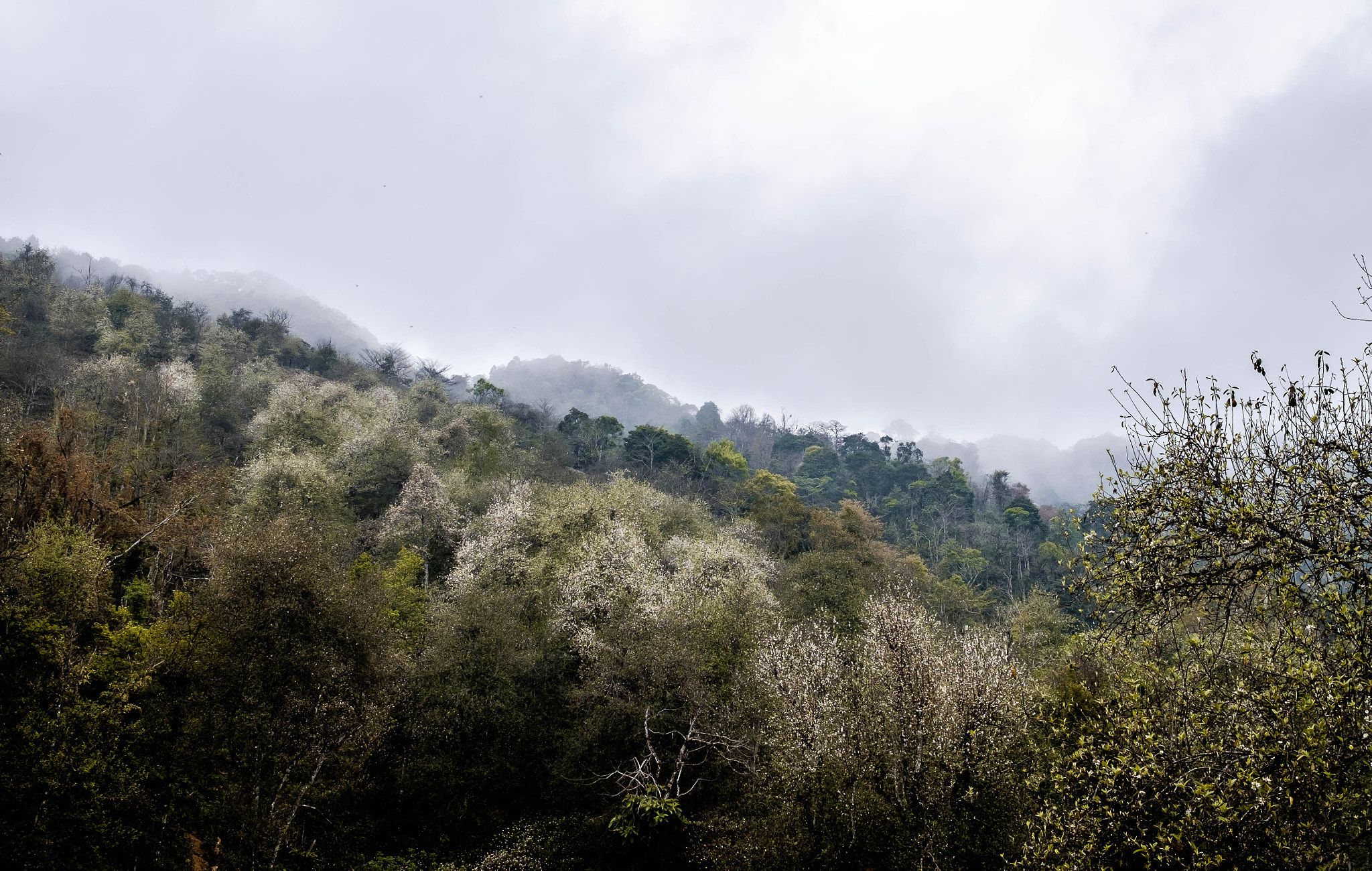 Fujifilm X-T1 sample photo. Blooming photography