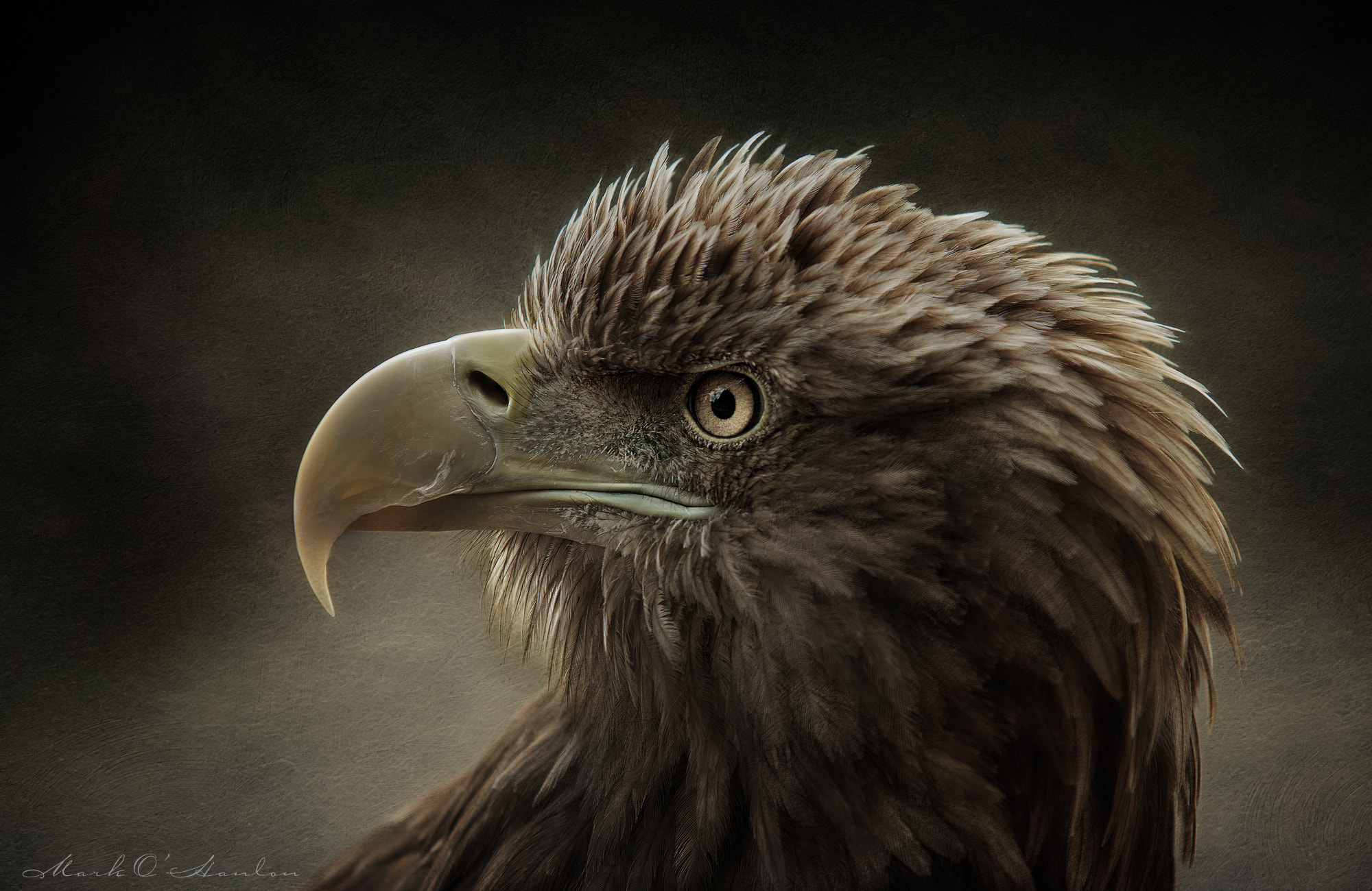 Nikon D800 sample photo. Sea eagle portrait photography