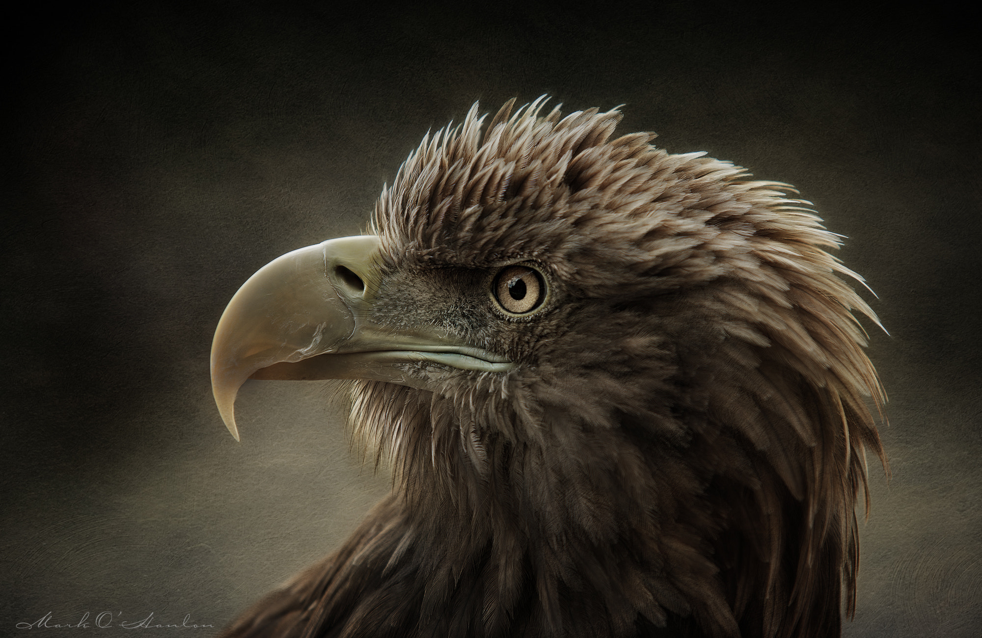 Sigma APO 100-300mm F4 EX IF HSM sample photo. Sea eagle portrait photography