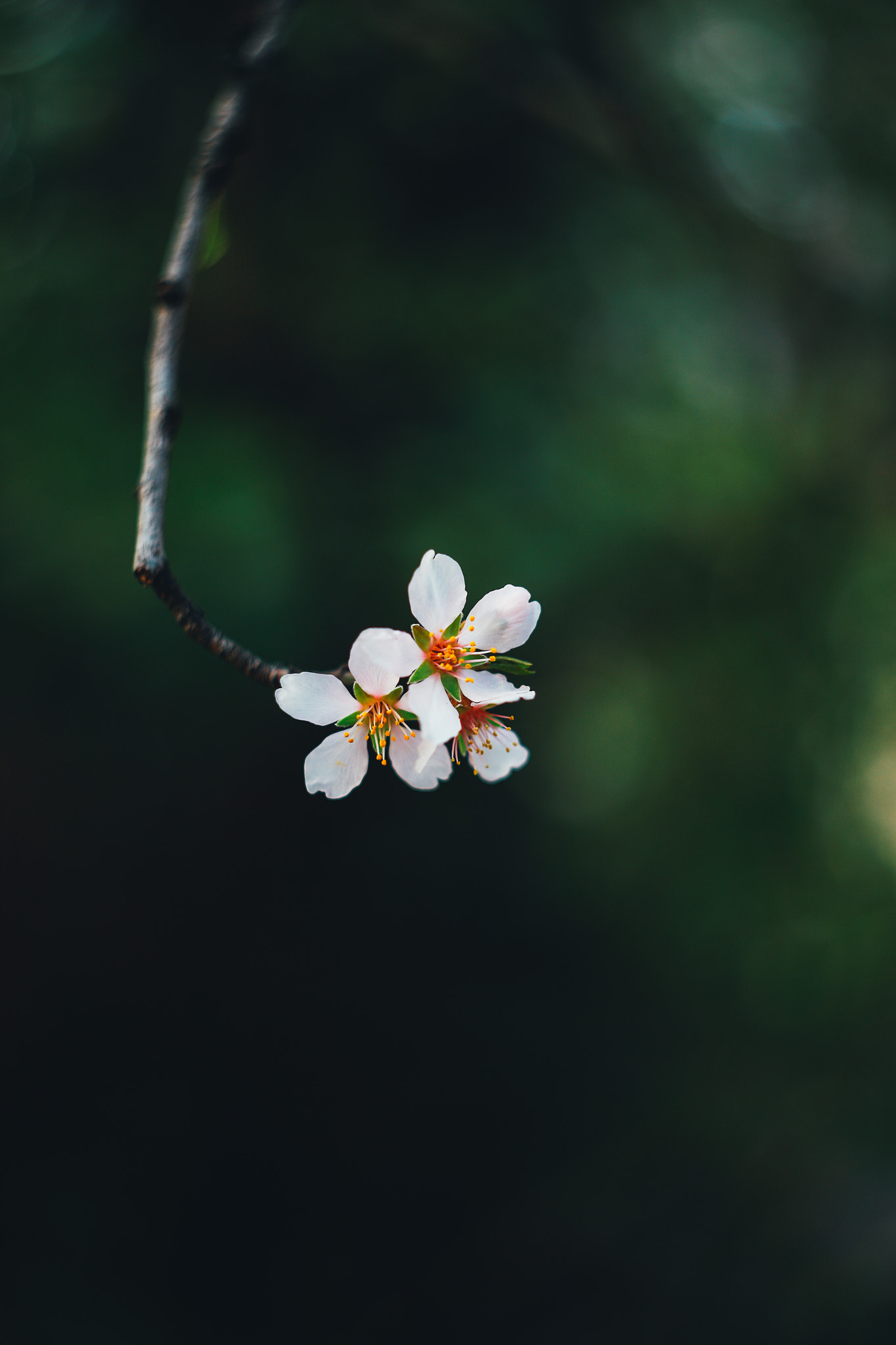 Canon EF 35-80mm f/4-5.6 sample photo. By helios 44-2 photography