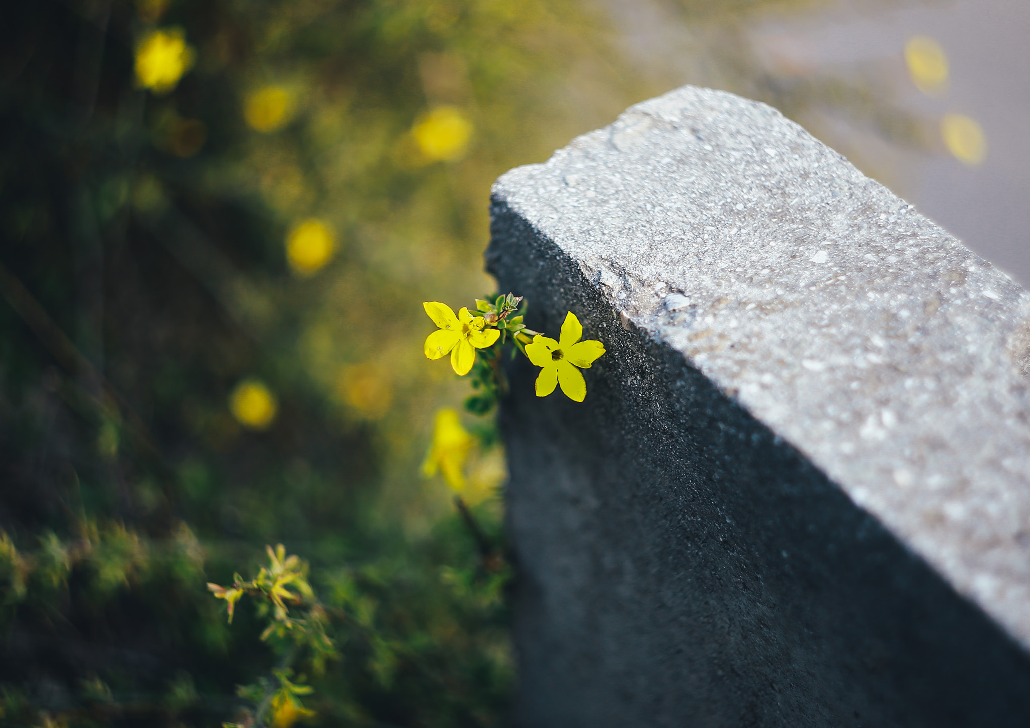 Canon EF 35-80mm f/4-5.6 sample photo. By helios 44-2 photography
