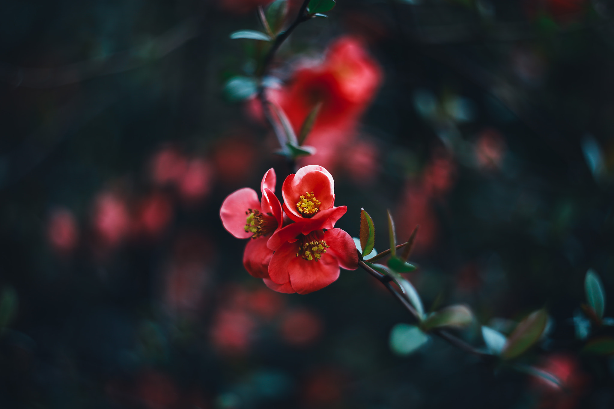 Canon EF 35-80mm f/4-5.6 sample photo. By helios 44-2 photography