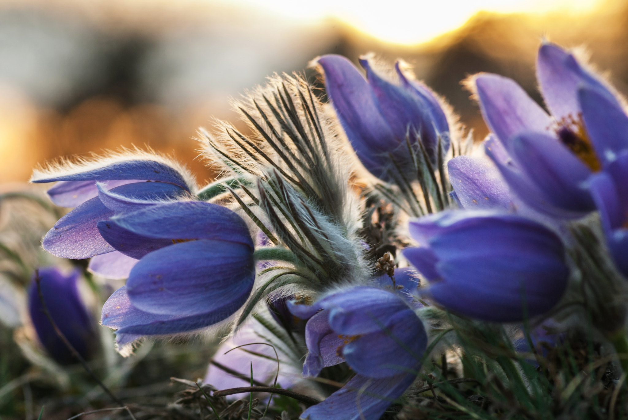 Pentax K10D sample photo. Pasqueflowers photography