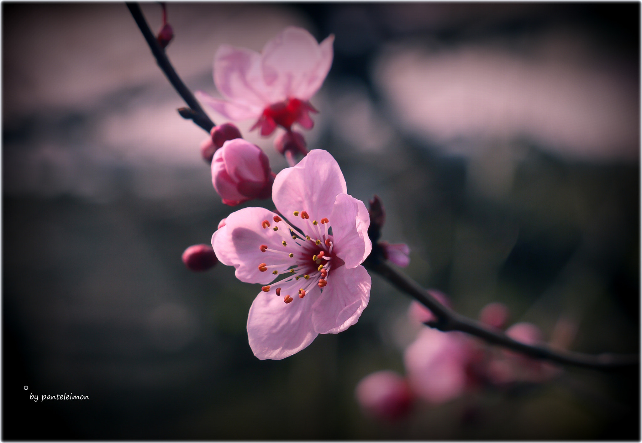 Panasonic Lumix DMC-G1 sample photo. By panteleimon photography
