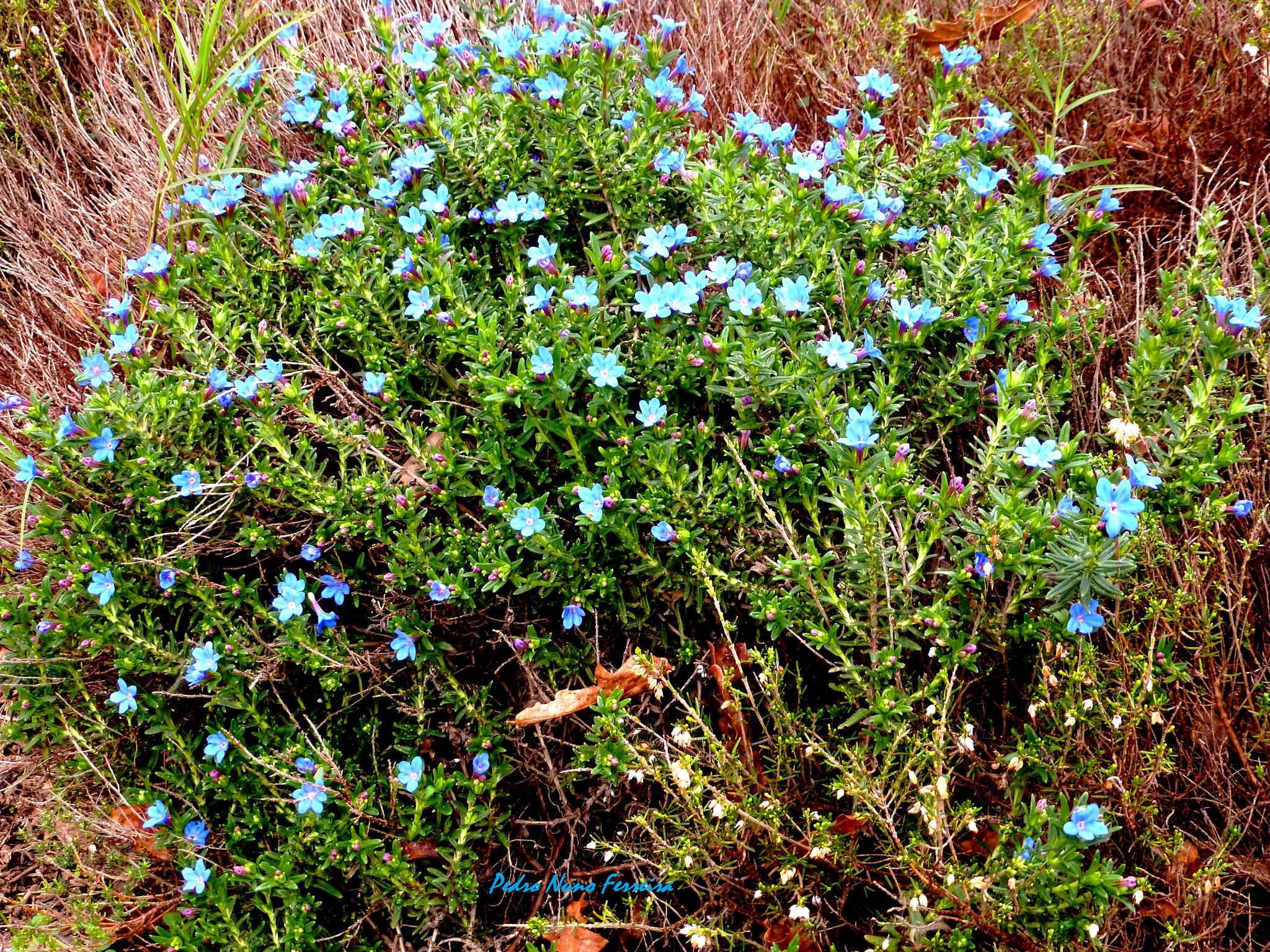 Panasonic Lumix DMC-ZS8 (Lumix DMC-TZ18) sample photo. Lithodora prostata prostata - endemic n. portugal photography