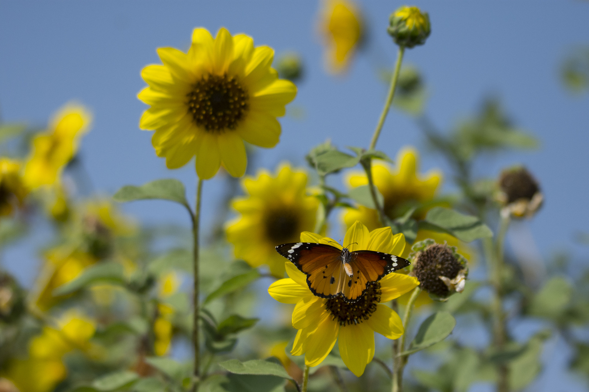 Nikon D7200 sample photo. Butterfly and flower photography