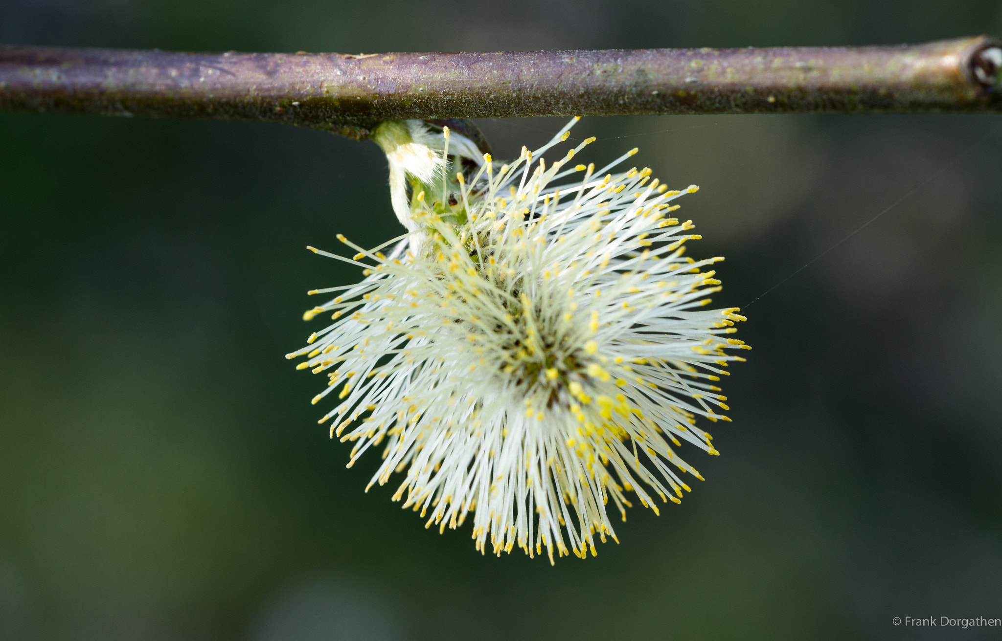 Sony a6000 + Sony FE 90mm F2.8 Macro G OSS sample photo