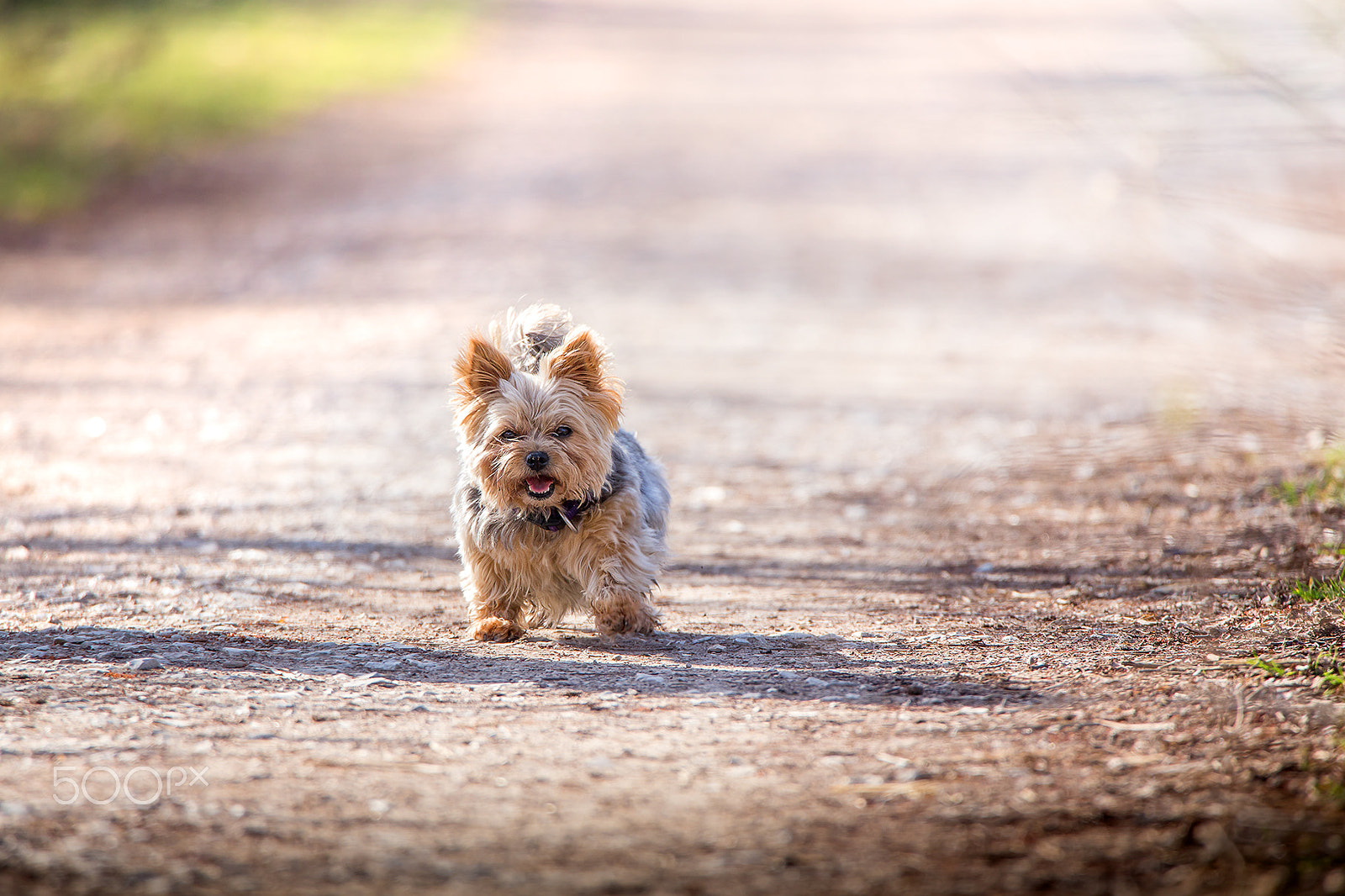Tamron SP 150-600mm F5-6.3 Di VC USD sample photo. Little dog photography