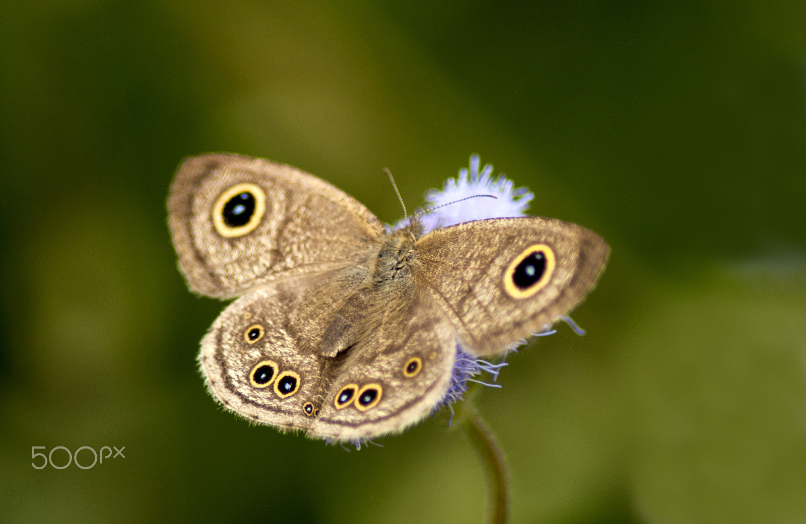 Nikon D90 sample photo. Malayan five-ring (female) photography