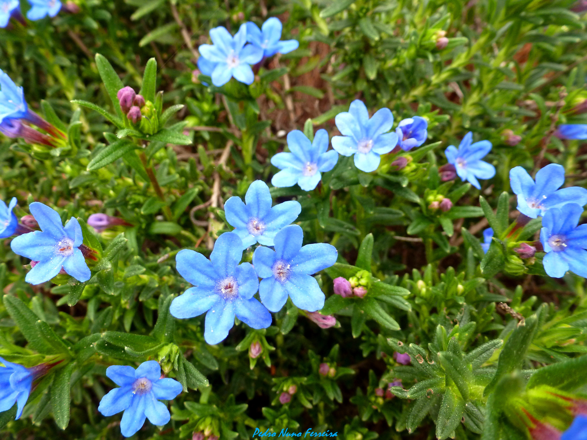 Panasonic Lumix DMC-ZS8 (Lumix DMC-TZ18) sample photo. Lithodora prostata prostata - endemic n. portugal photography