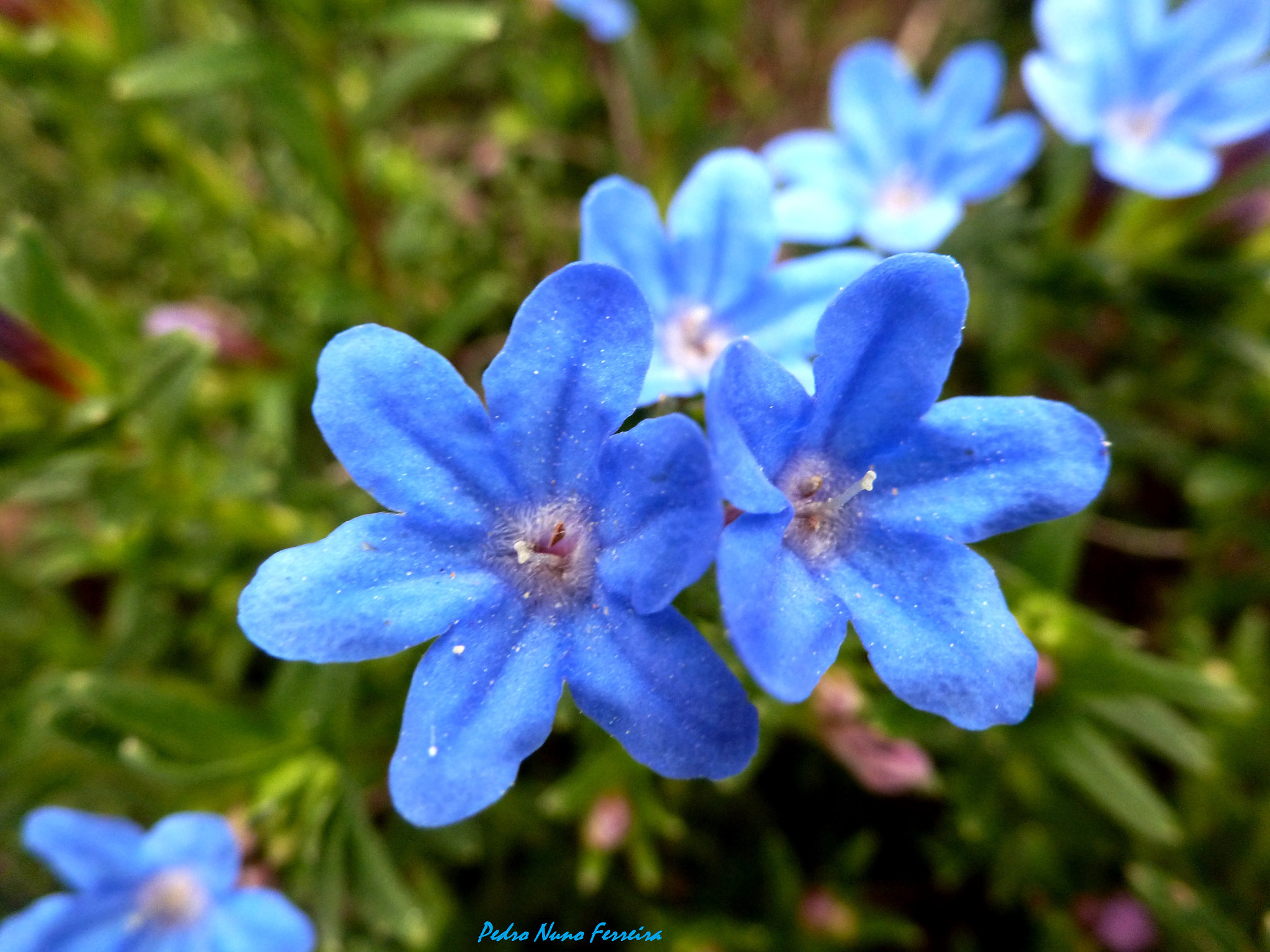 Panasonic Lumix DMC-ZS8 (Lumix DMC-TZ18) sample photo. Lithodora prostata prostata - endemic n. portugal photography